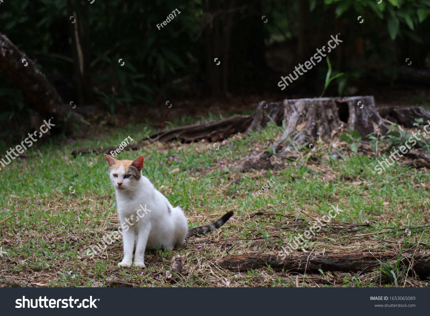 Un Chat Creole Sauvage Dans La Photo De Stock Modifier Maintenant