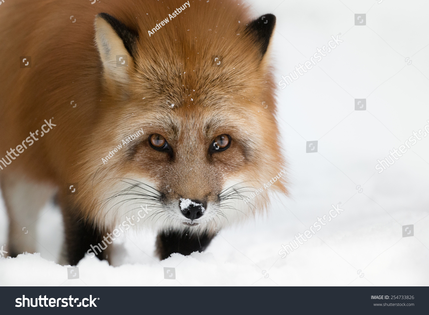 Scandinavian Red Fox Long Winter Coat Stock Photo 254733826 - Shutterstock