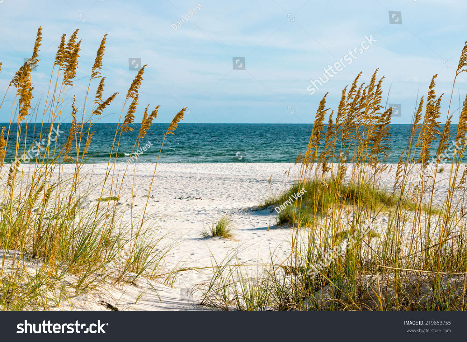 5,517 Gulf coast beach grass Images, Stock Photos & Vectors | Shutterstock