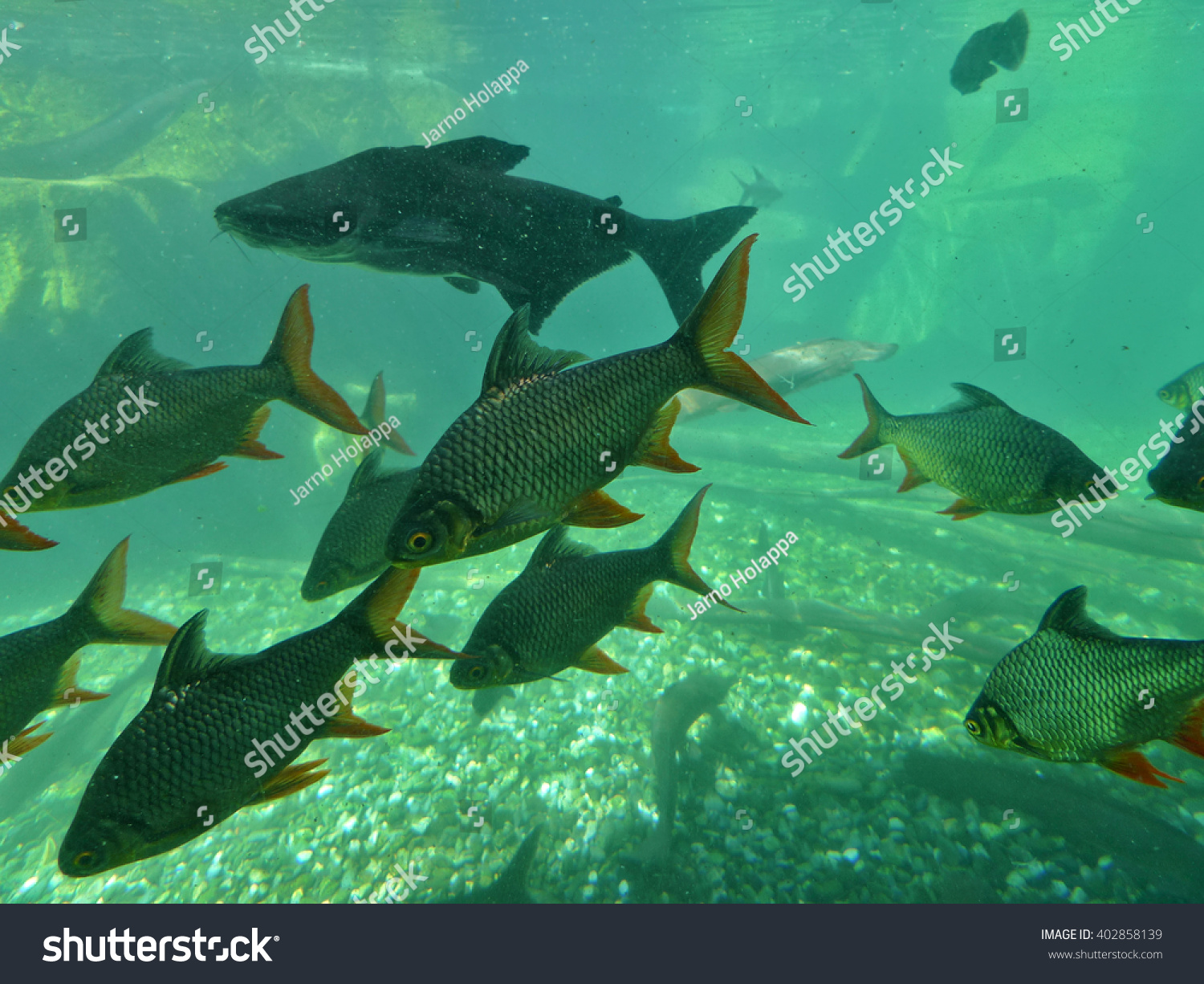 School Fish Aquarium Roaches Swimming Crystal Stock Photo Edit