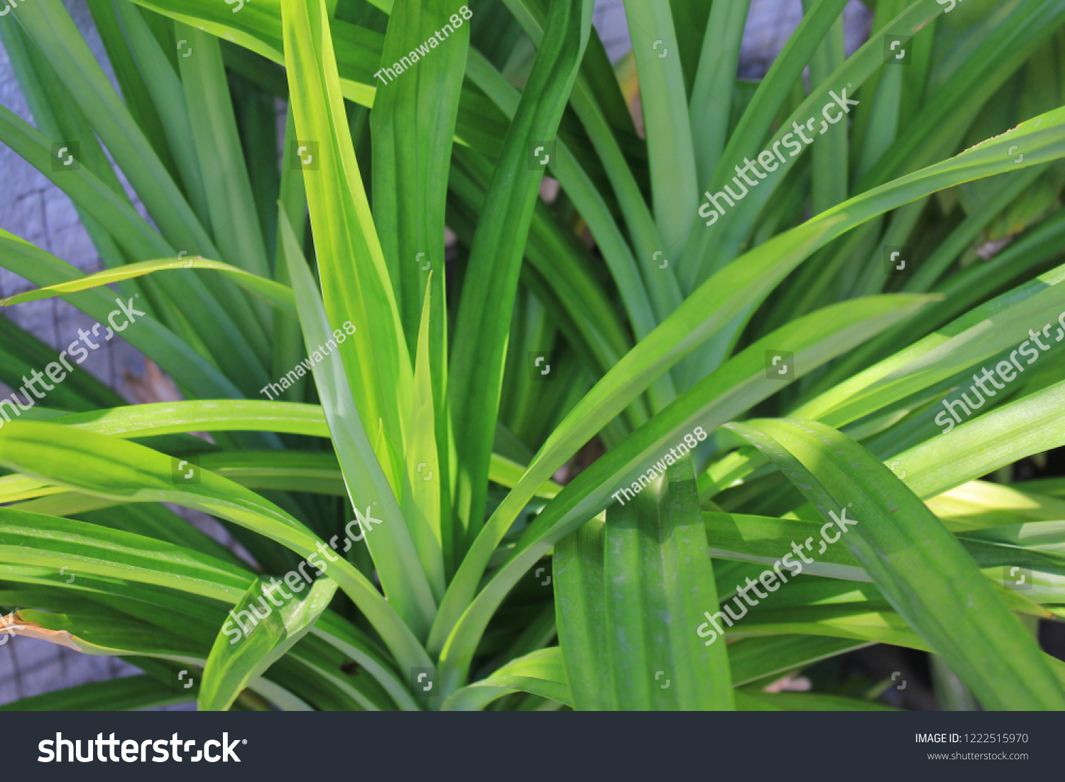 850 Fragrant screw pine Images, Stock Photos & Vectors | Shutterstock