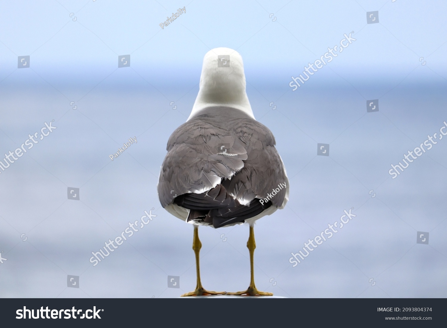 9,419 Seagull back Images, Stock Photos & Vectors | Shutterstock