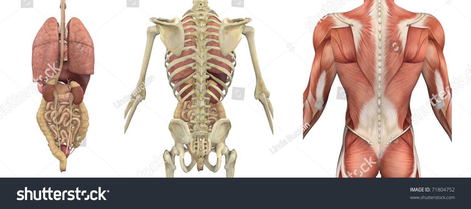 A Set Of Anatomical Overlays Depicting The Internal Organs ...