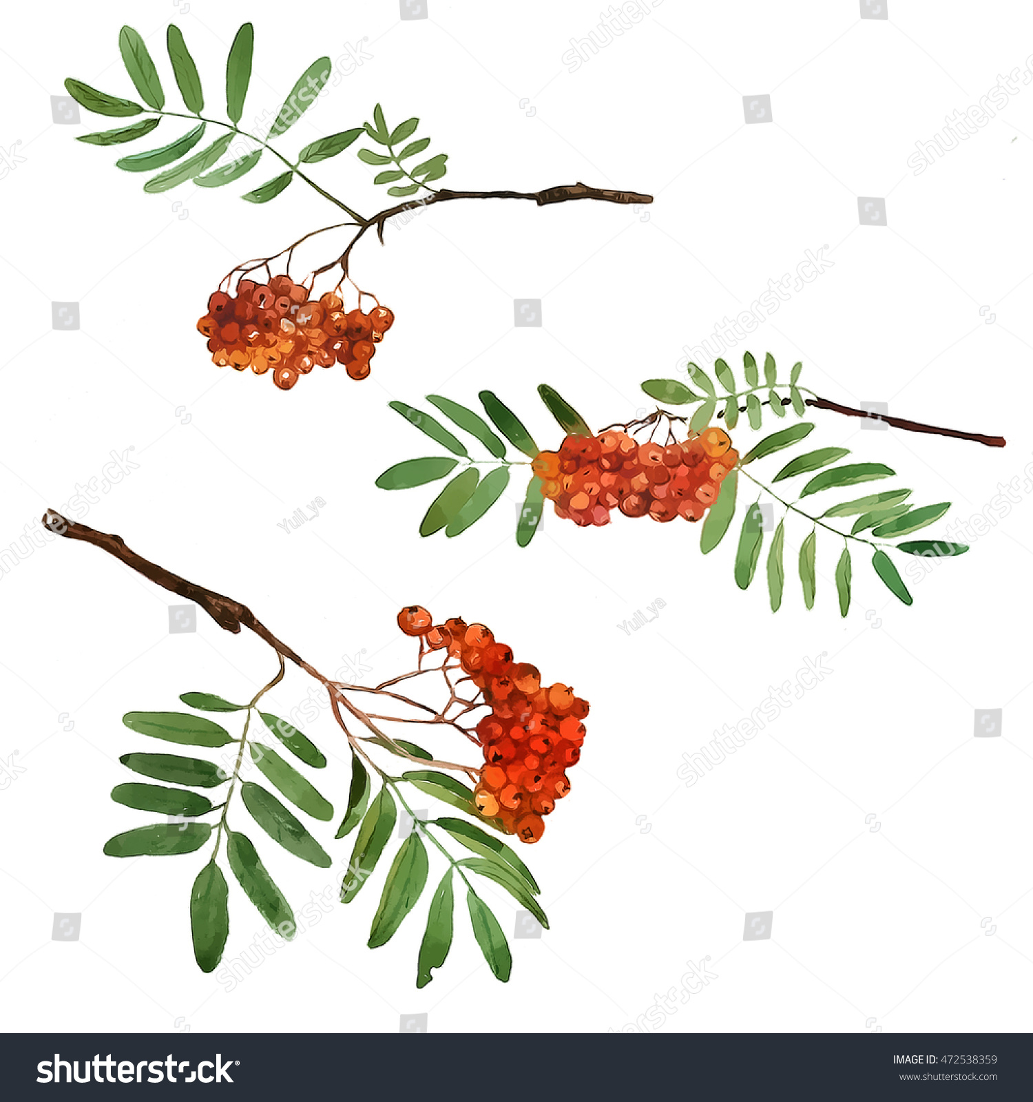Set Three Ach Tree Branches Hand Stock Illustration 472538359 ...