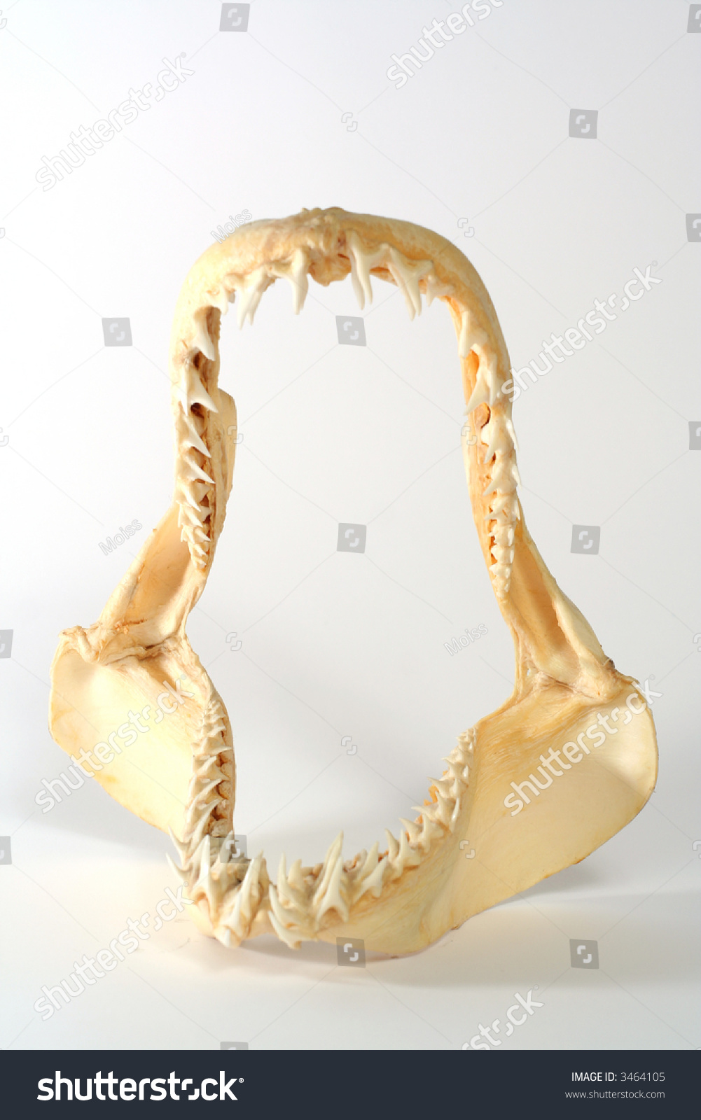 Shark Mandibular Stock Photo (Edit Now) 3464105