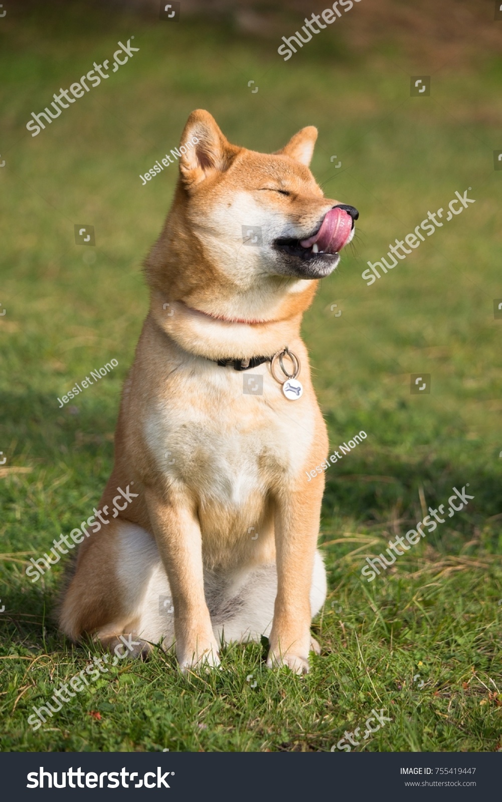 Shiba Inu Dog Sitting Grass Collar Stock Photo Edit Now