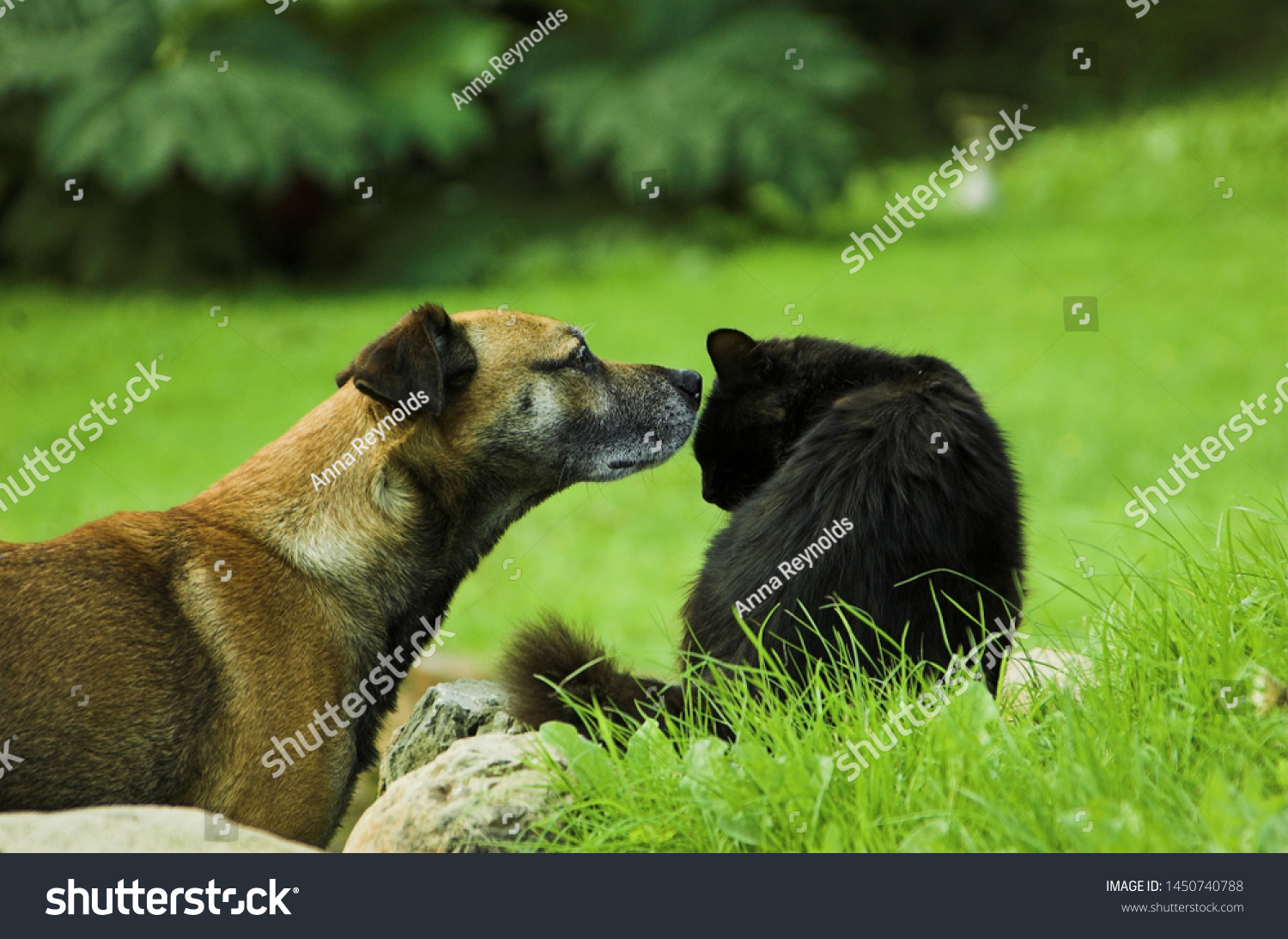 Shorthaired Brown Dog Sniffs Head Fluffy Stock Photo Edit Now