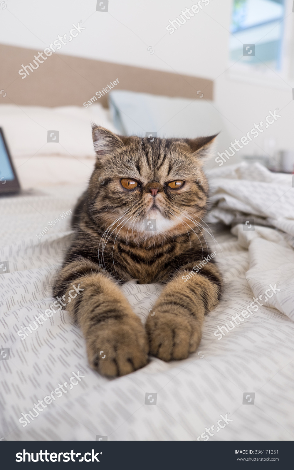 Shorthaired Persian Rare Breed Kitten Royalty Free Stock Image