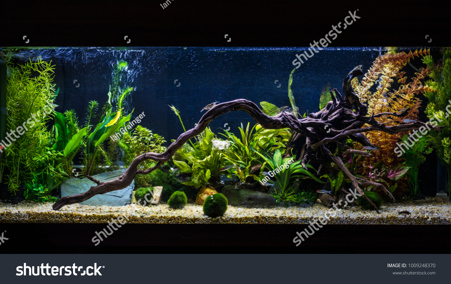 Süßwasseraquarium, Krebse im Aquarium, großes Aquarium Stockfoto ...