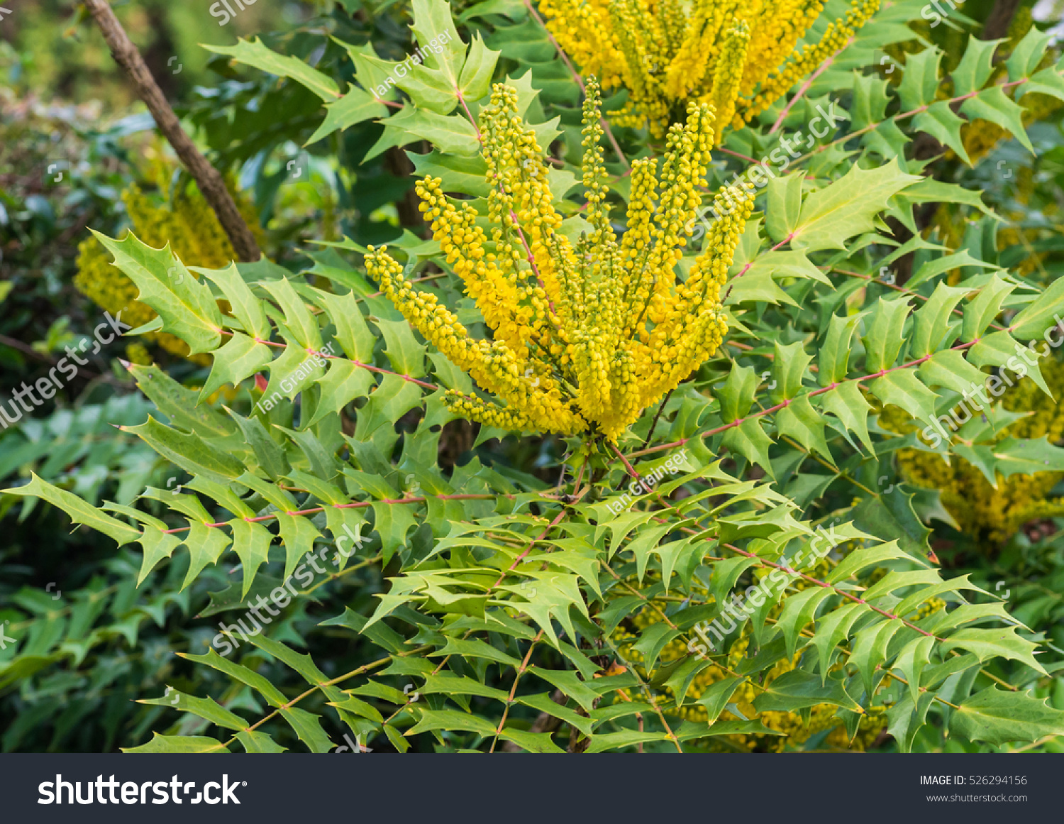 A Shot Of A Large Mahonia Japonica Bush. Stock Photo 526294156 ...