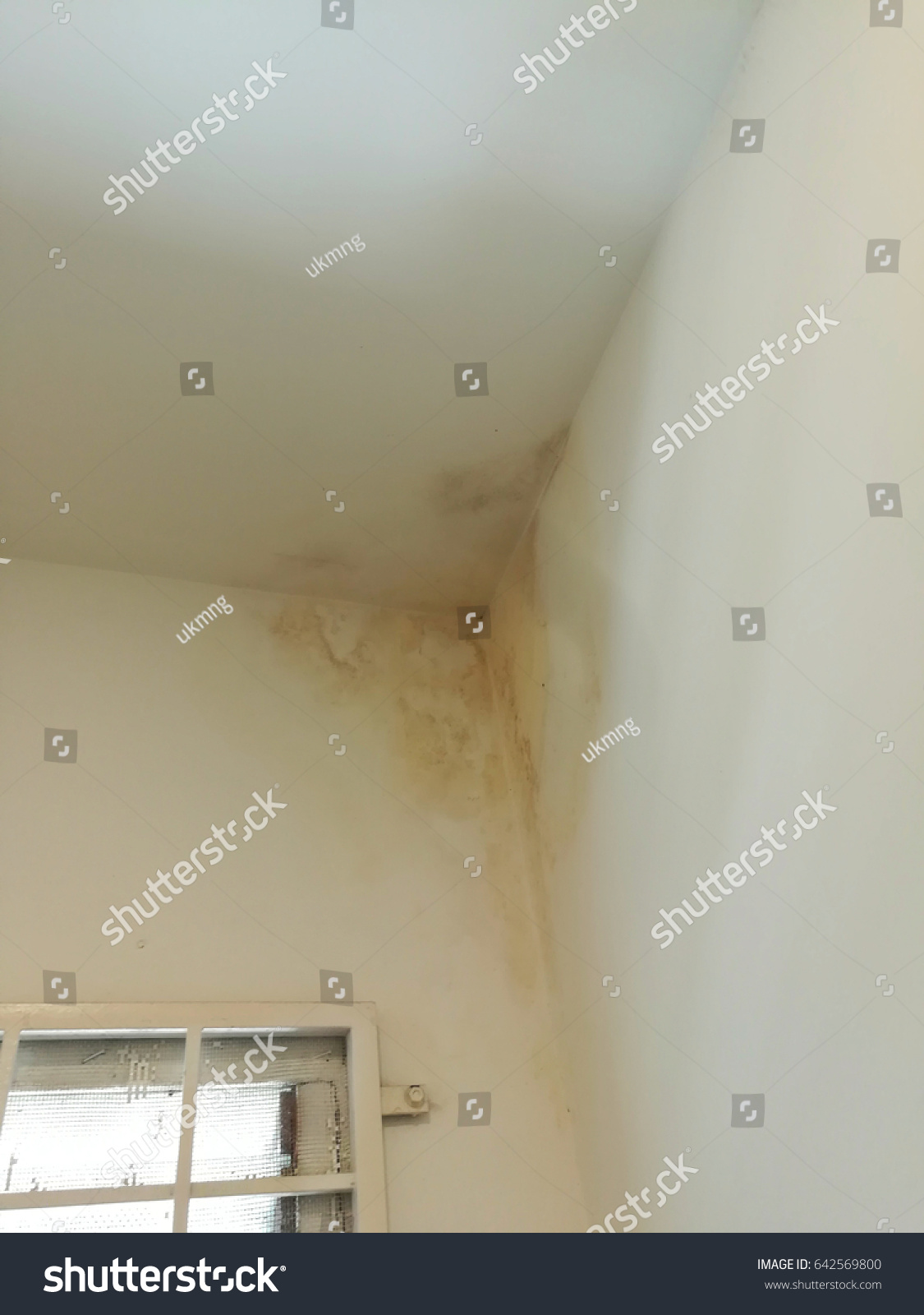 Shot Mold Water Mark Corner Bathroom Stock Photo Edit Now