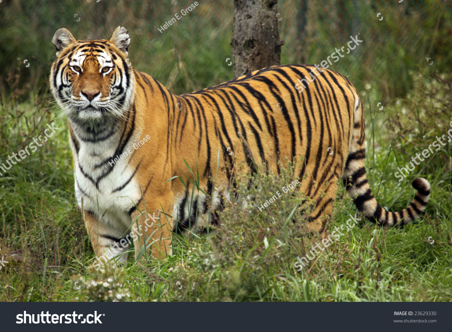 A Siberian (Amur) Tiger Standing In Grass Stock Photo 23629330 ...