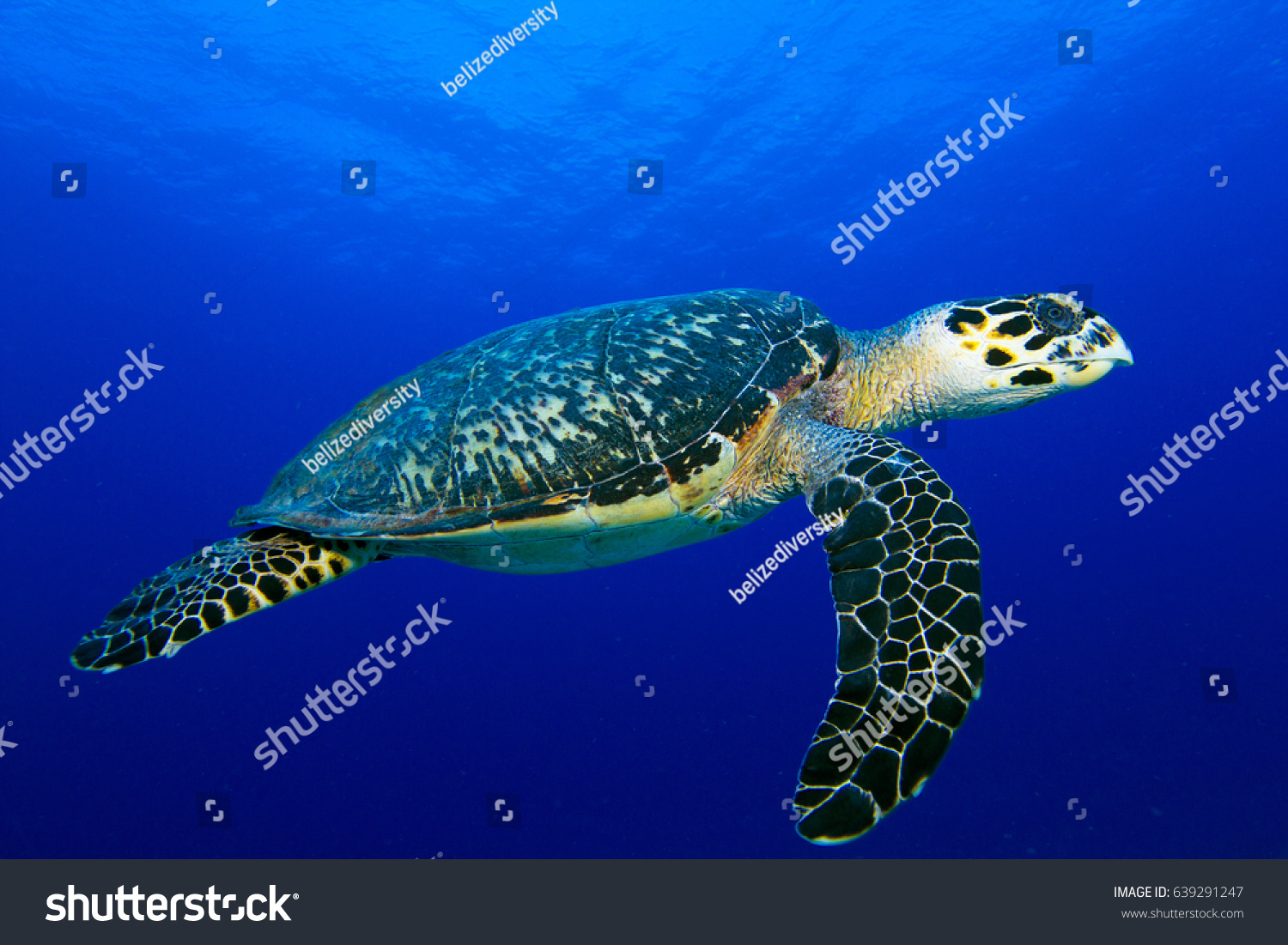 Side View Hawksbill Turtle Taken Glovers Stock Photo Edit Now 639291247