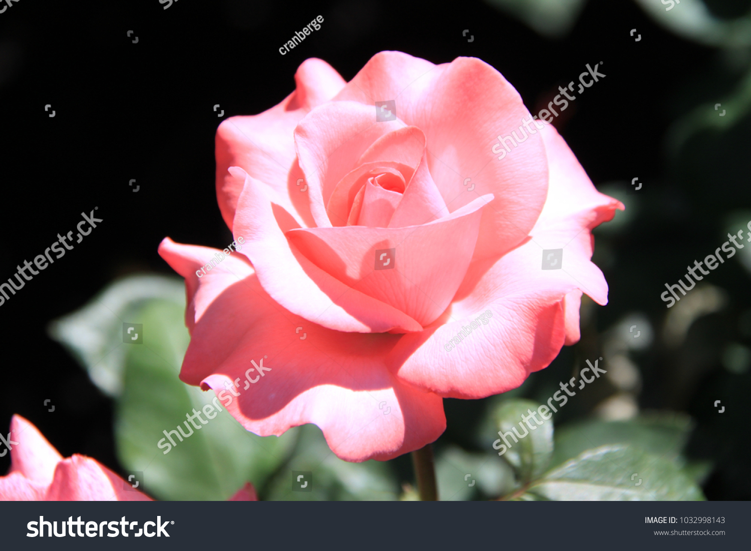 Single Blush Pink Rose Full Bloom Stock Photo Edit Now