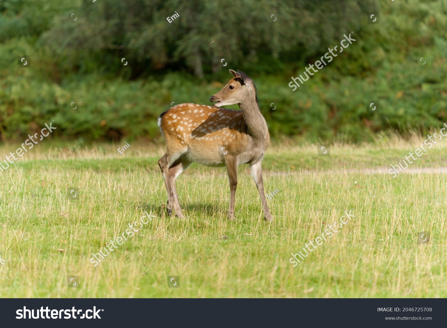 Single Female Sika Deer Scientific Name Stock Photo 2046725708 ...