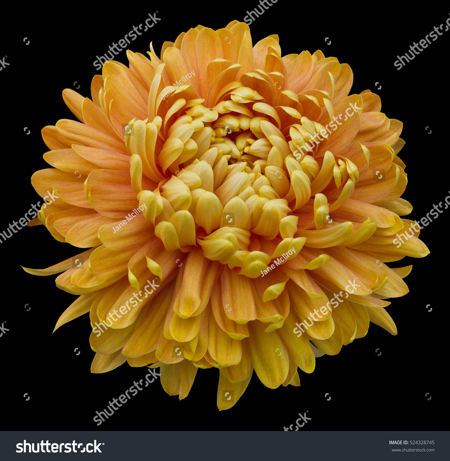 Single Golden Bronze Pompom Type Chrysanthemum Stock Photo Edit Now