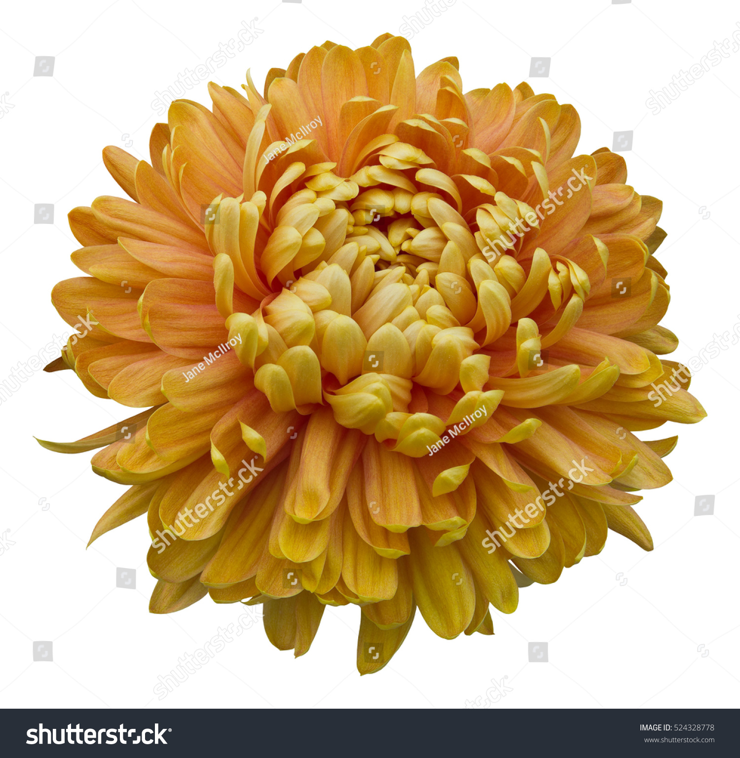 Single Golden Bronze Pompom Type Chrysanthemum Stock Photo Edit Now