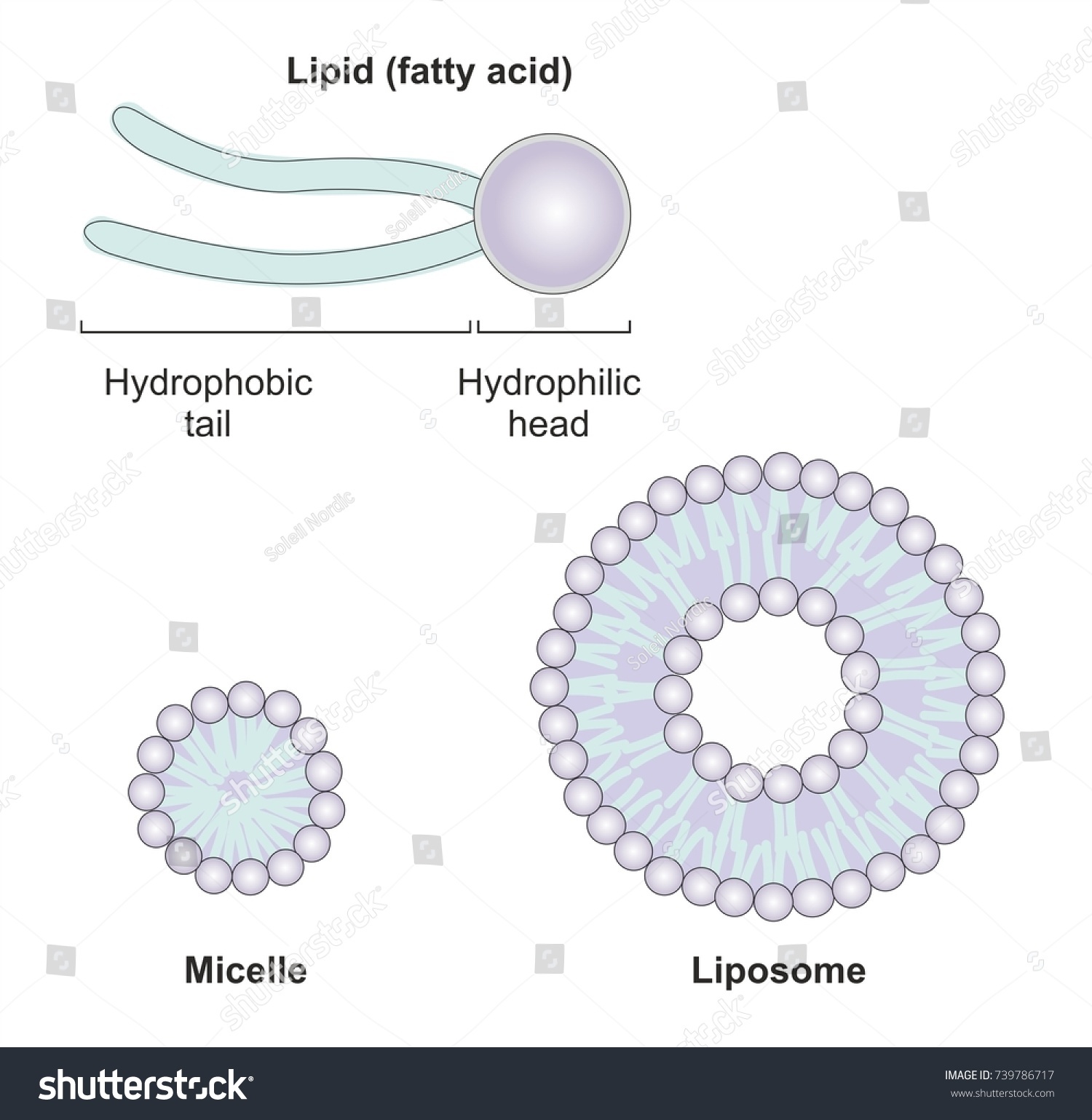 Single Lipid Fatty Acid Consists Hydrophobic Stock Illustration ...