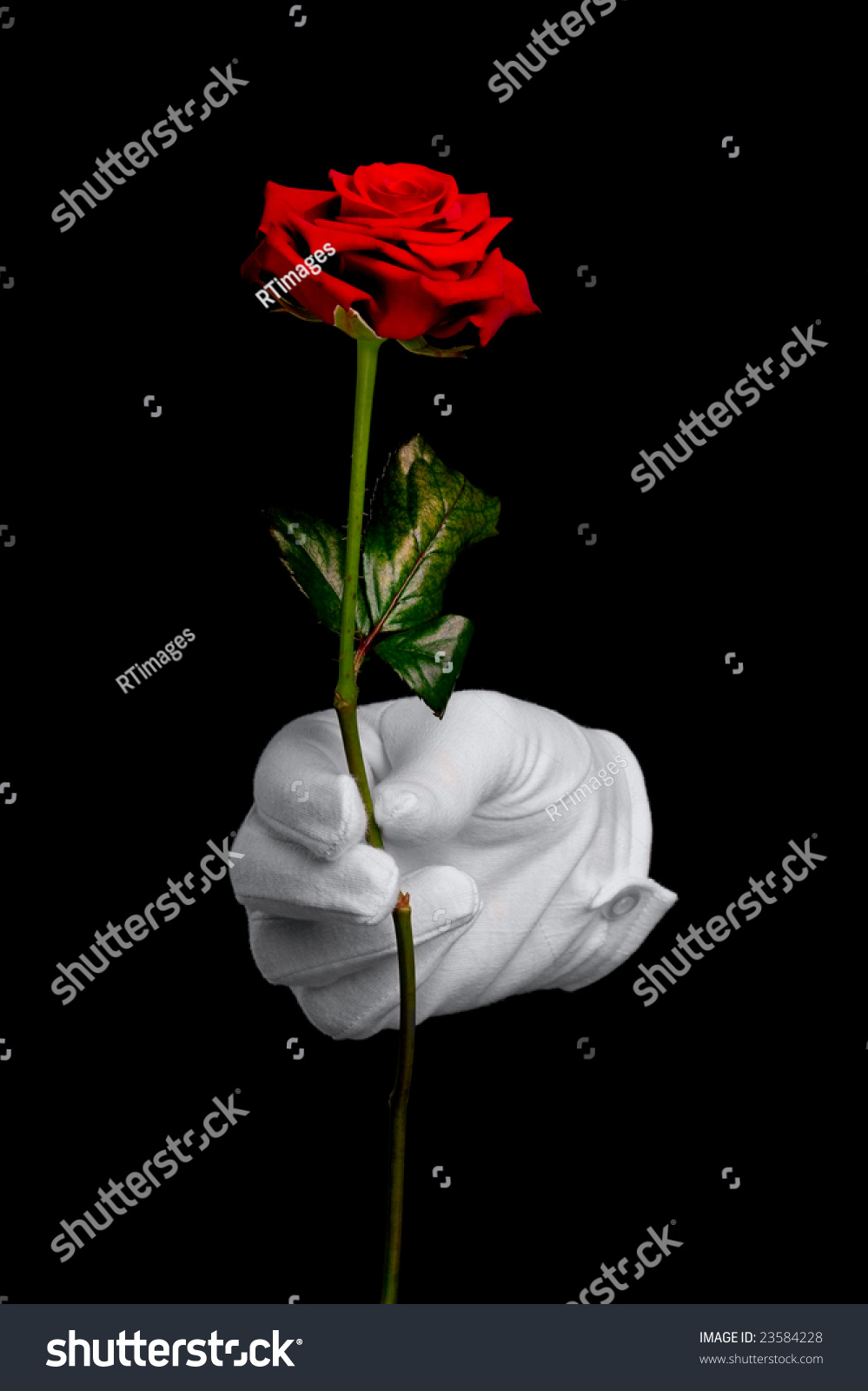 Single Red Rose Being Presented By Stock Photo Edit Now 23584228