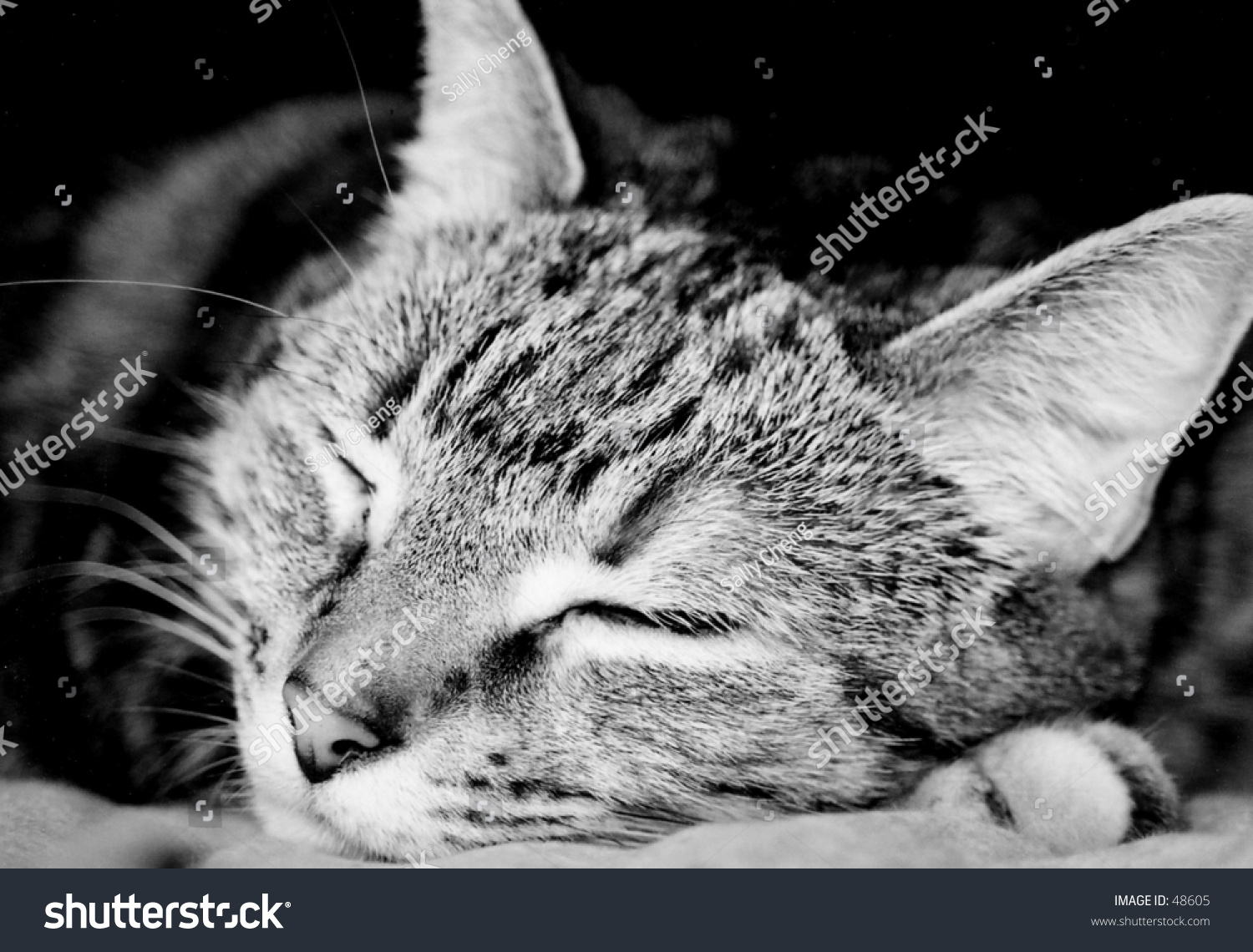stock-photo-a-sleeping-cat-48605.jpg