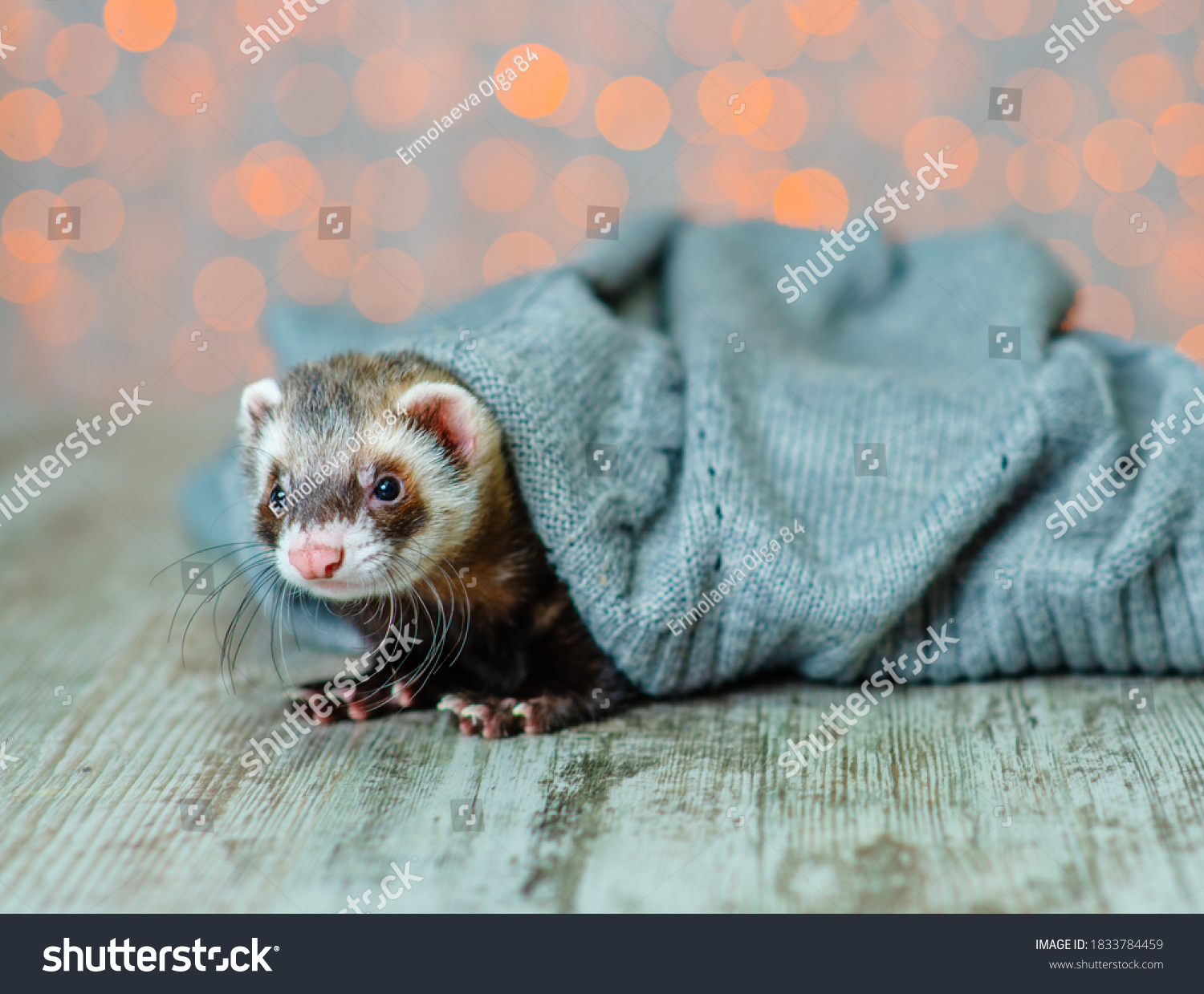 Small Blackwhite Puppy Fluffy Ferret Lies Stock Photo Edit Now 1833784459