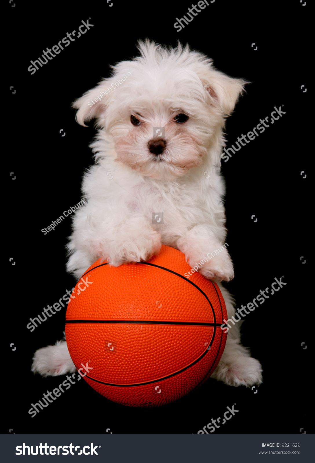 Small Cute Dog Playing Basketball Over Stock Photo Edit Now 9221629