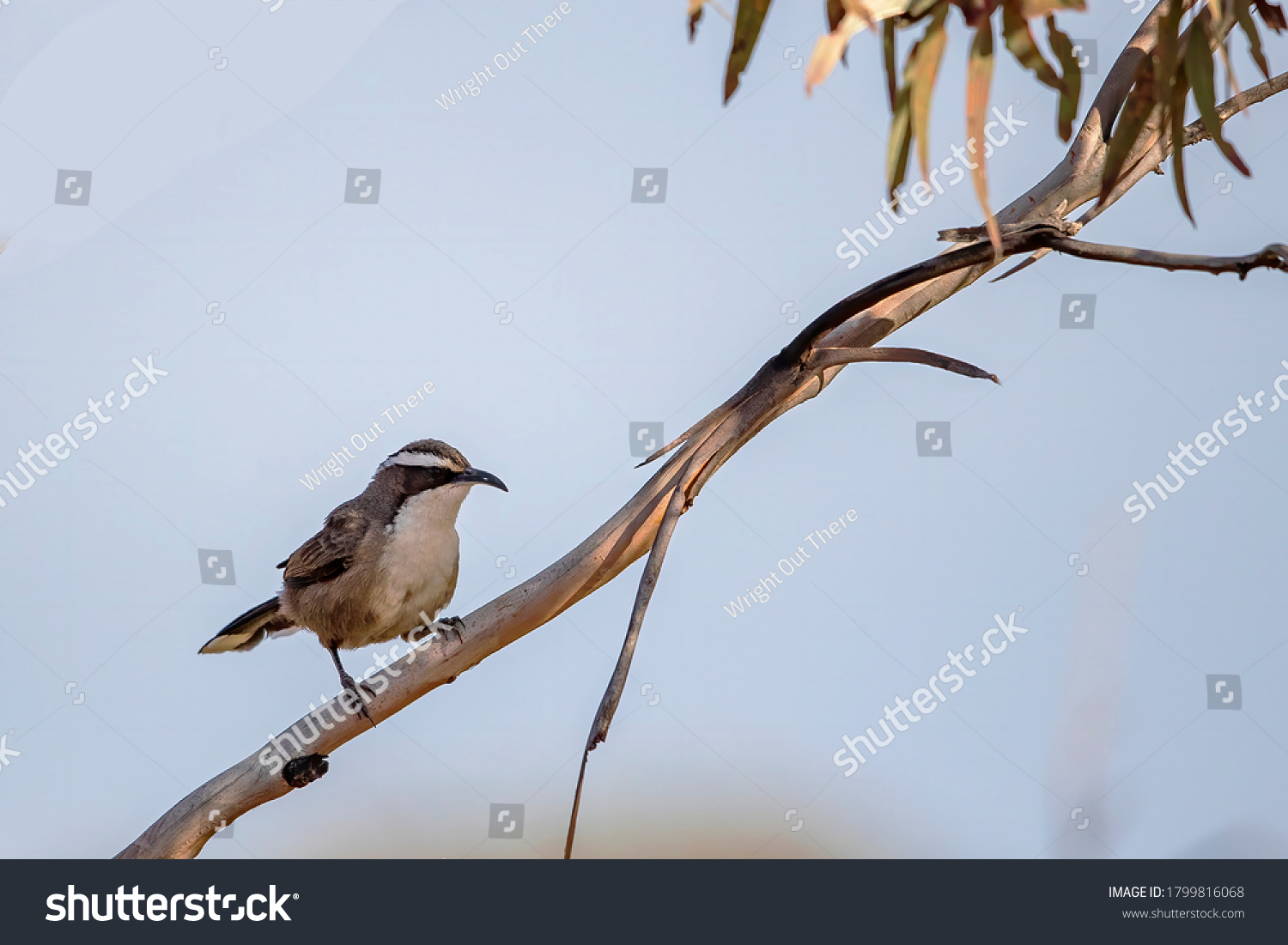 3,435 Brown babbler Images, Stock Photos & Vectors | Shutterstock