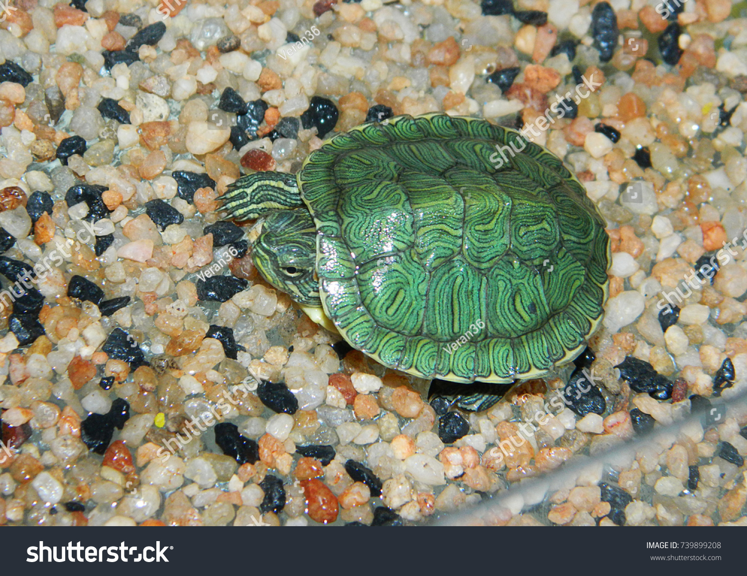 small green tortoise