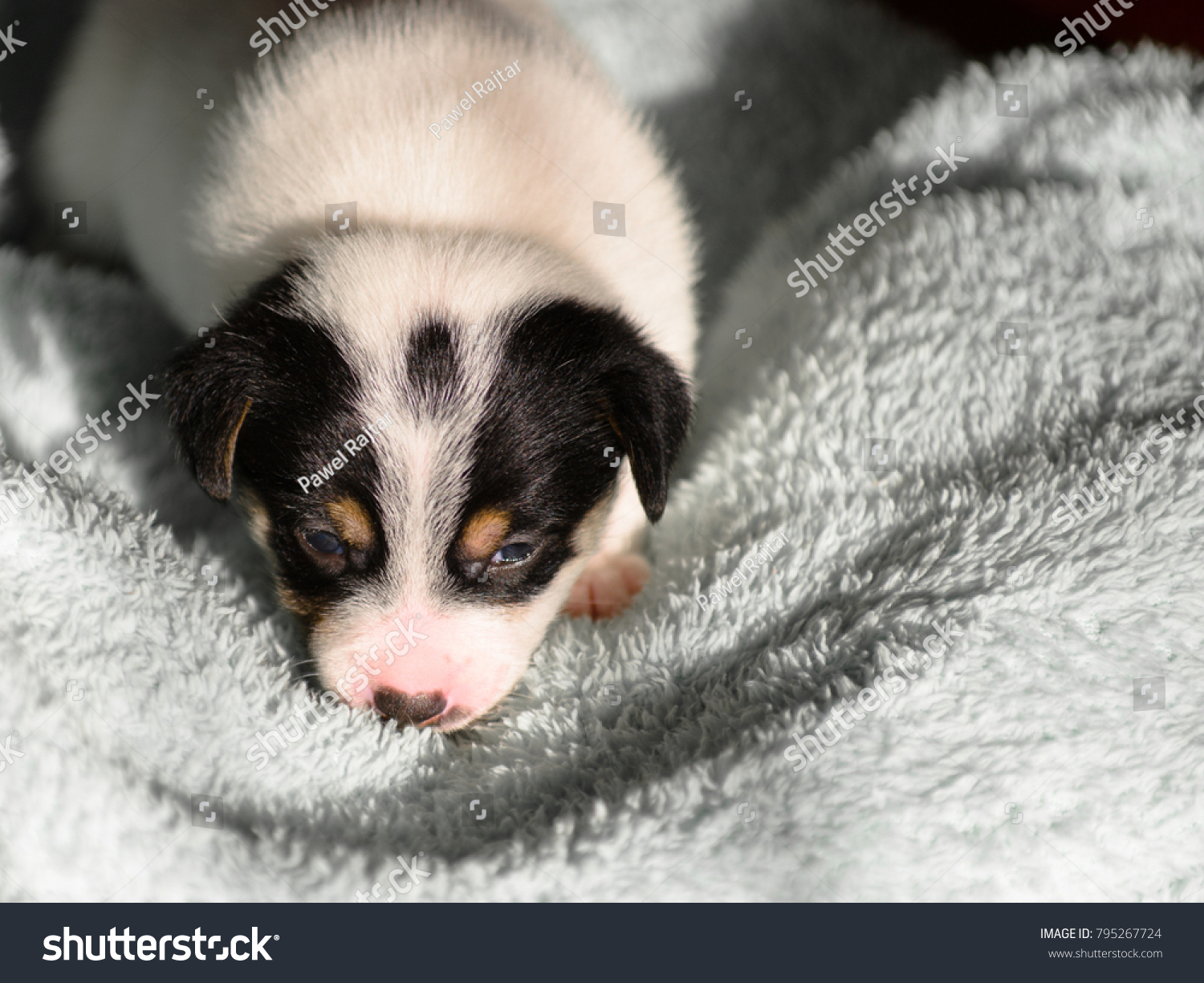 Small Puppy Jack Russell Terrier Opened Animals Wildlife Stock Image 795267724,Sausage Gravy Stuffed Biscuits