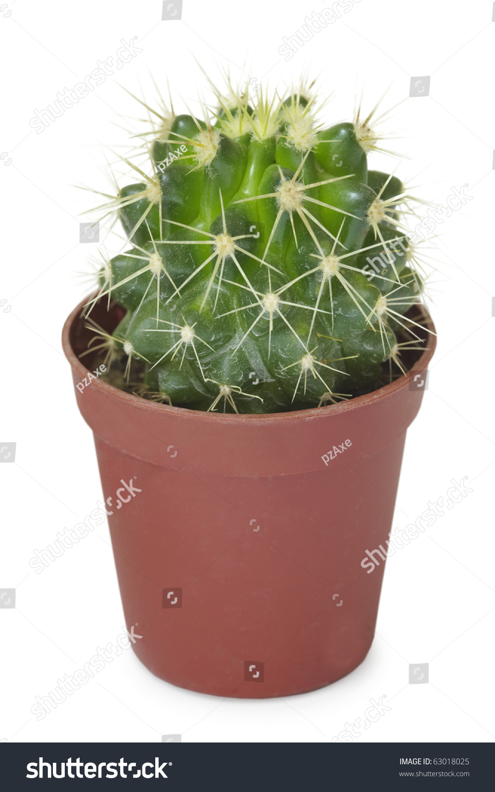 A Small Round Cactus In A Pot Isolated On A White Background Stock ...