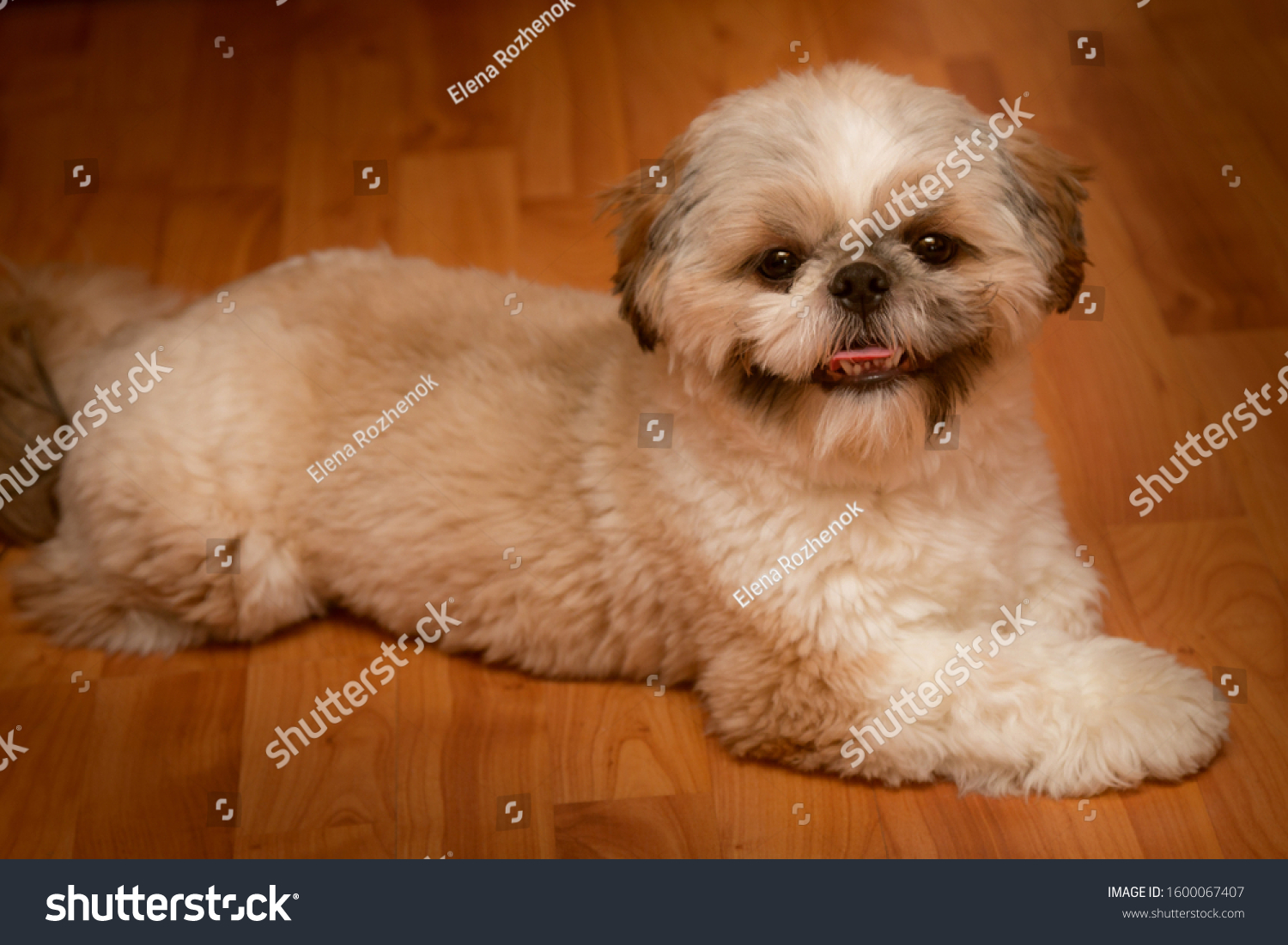 small shaggy dog breeds