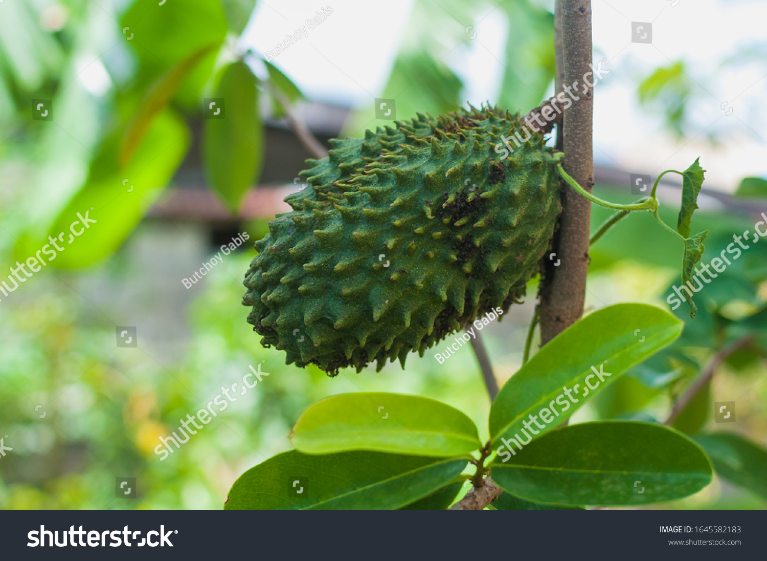 Small Soursop Fruit Guyabano Hanging Tree Stock Photo Edit Now