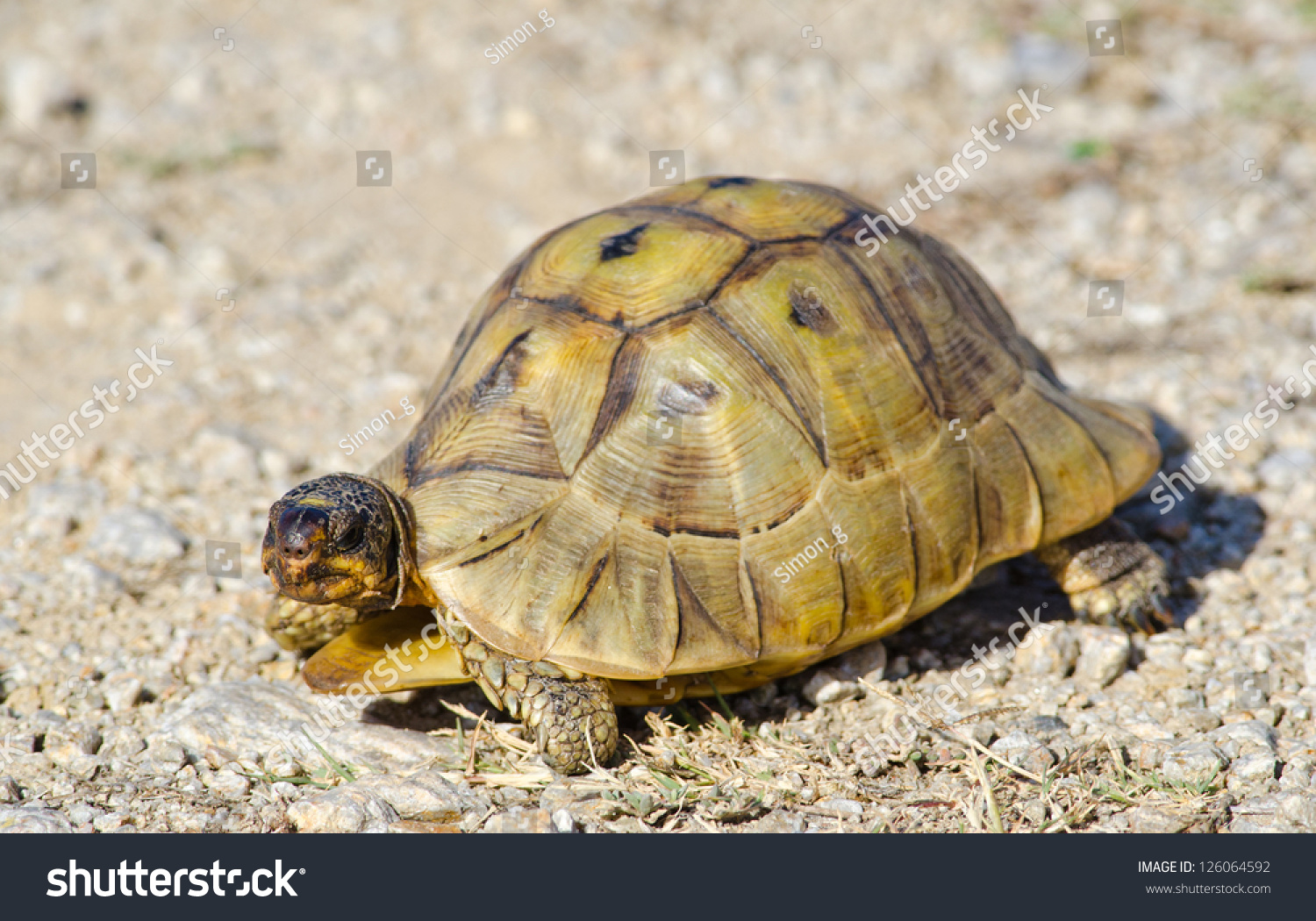 Small Southern Cape Tortoise Walks Across Stock Photo (Edit Now) 126064592