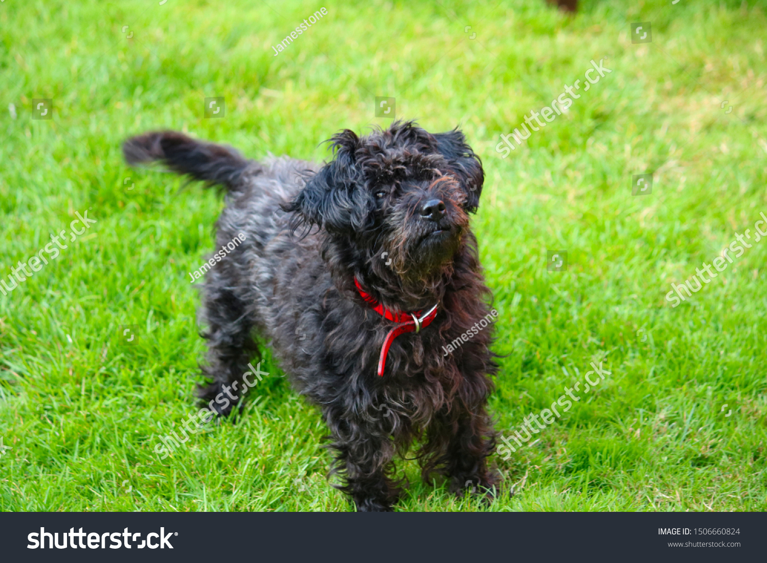 Small Toy Poodle Cross Norfolk Terrier Stock Photo Edit Now