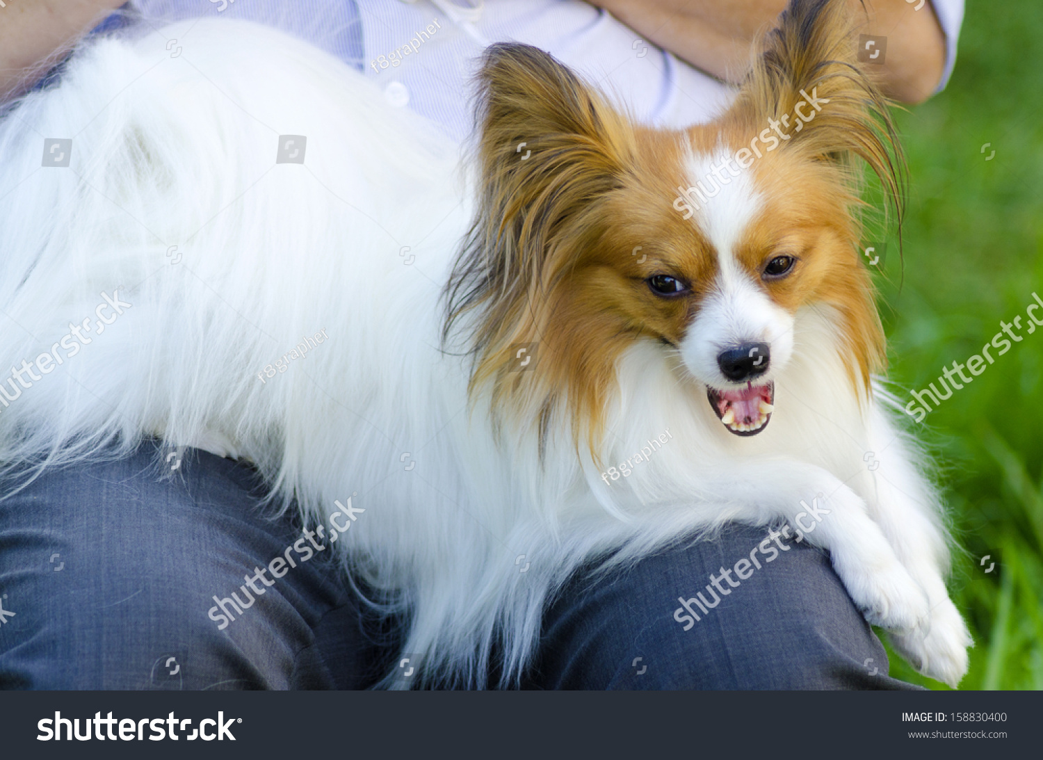 Small White Red Papillon Dog Aka Animals Wildlife Stock Image 158830400