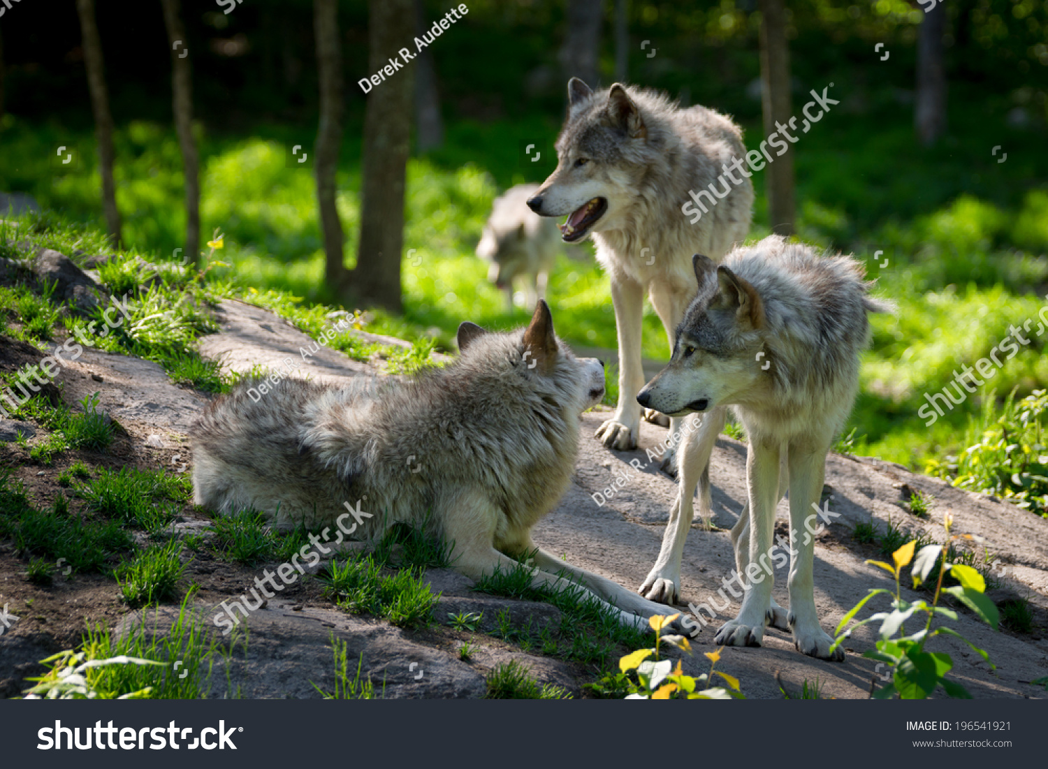 3匹のオオカミを持つ小さなオオカミの群れが 前景のカナダの森の岩に集まり 遠くに近づいてくる狼が1匹集まった の写真素材 今すぐ編集