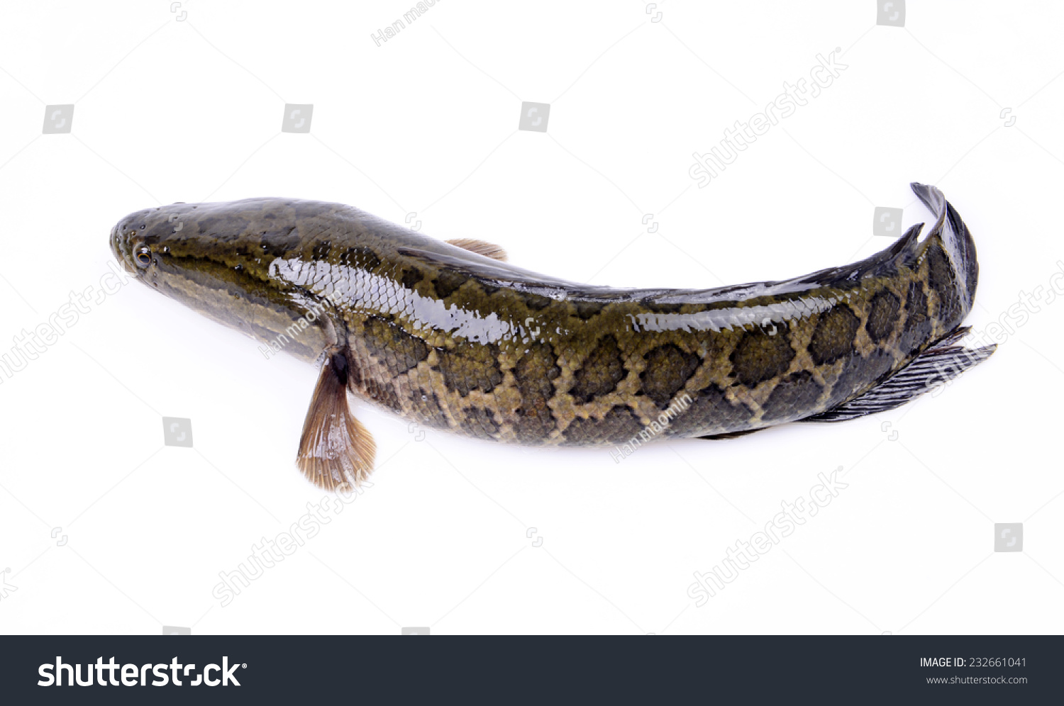 Snakehead Isolated On White Background Stock Photo (Edit Now) 232661041