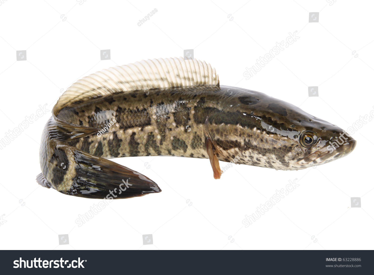 Snakehead White Background Stock Photo (Edit Now) 63228886