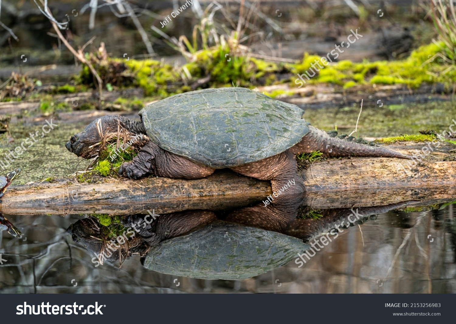 Snapping Turtle Sunning On Log Spring Stock Photo 2153256983 | Shutterstock