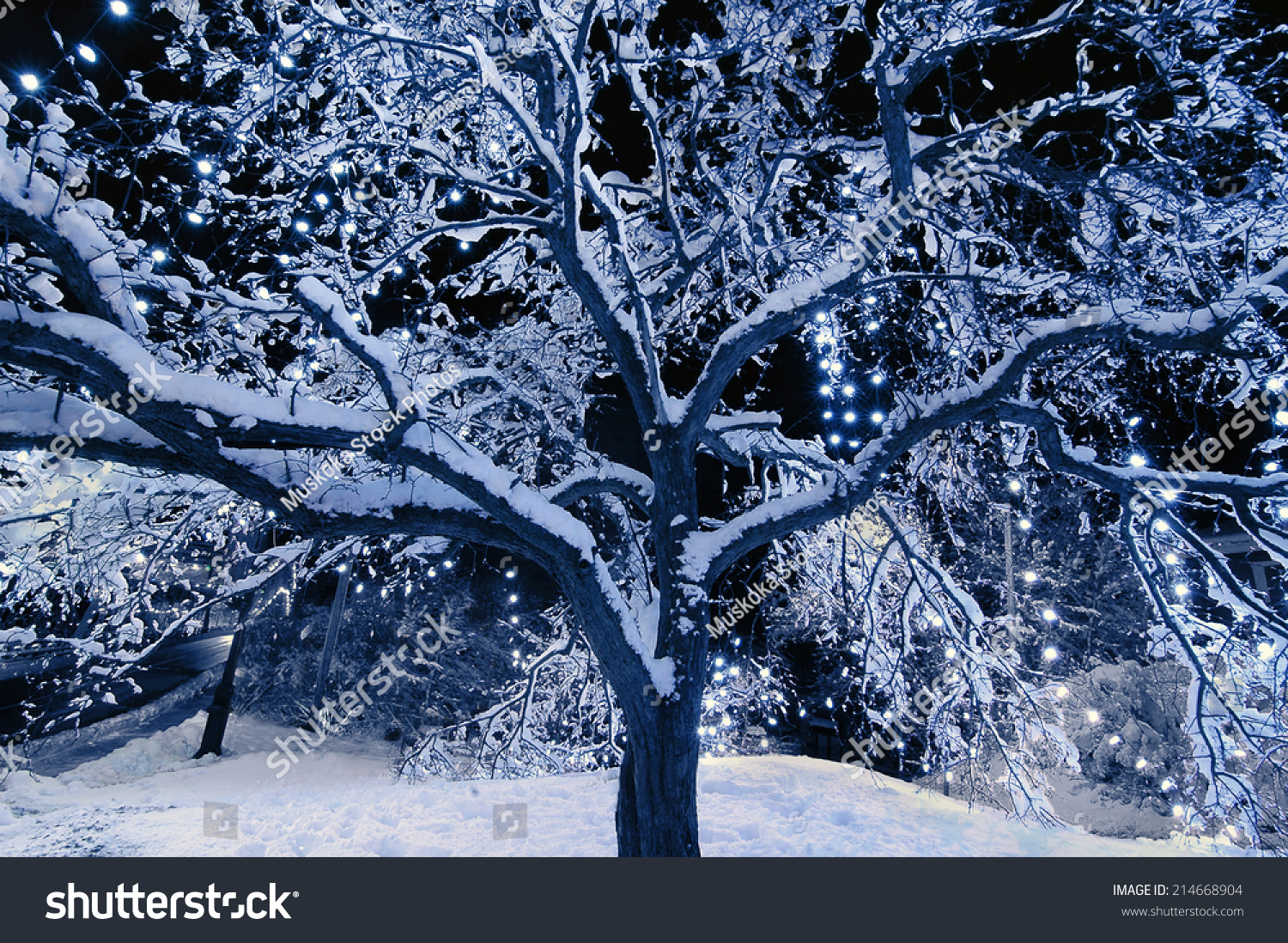 A Snow Covered Tree Outside With Christmas Lights Hanging From The Branches At Night Toned A Snow Covered Tree Outside With Christmas Lights Hanging From The Branches At Night Toned