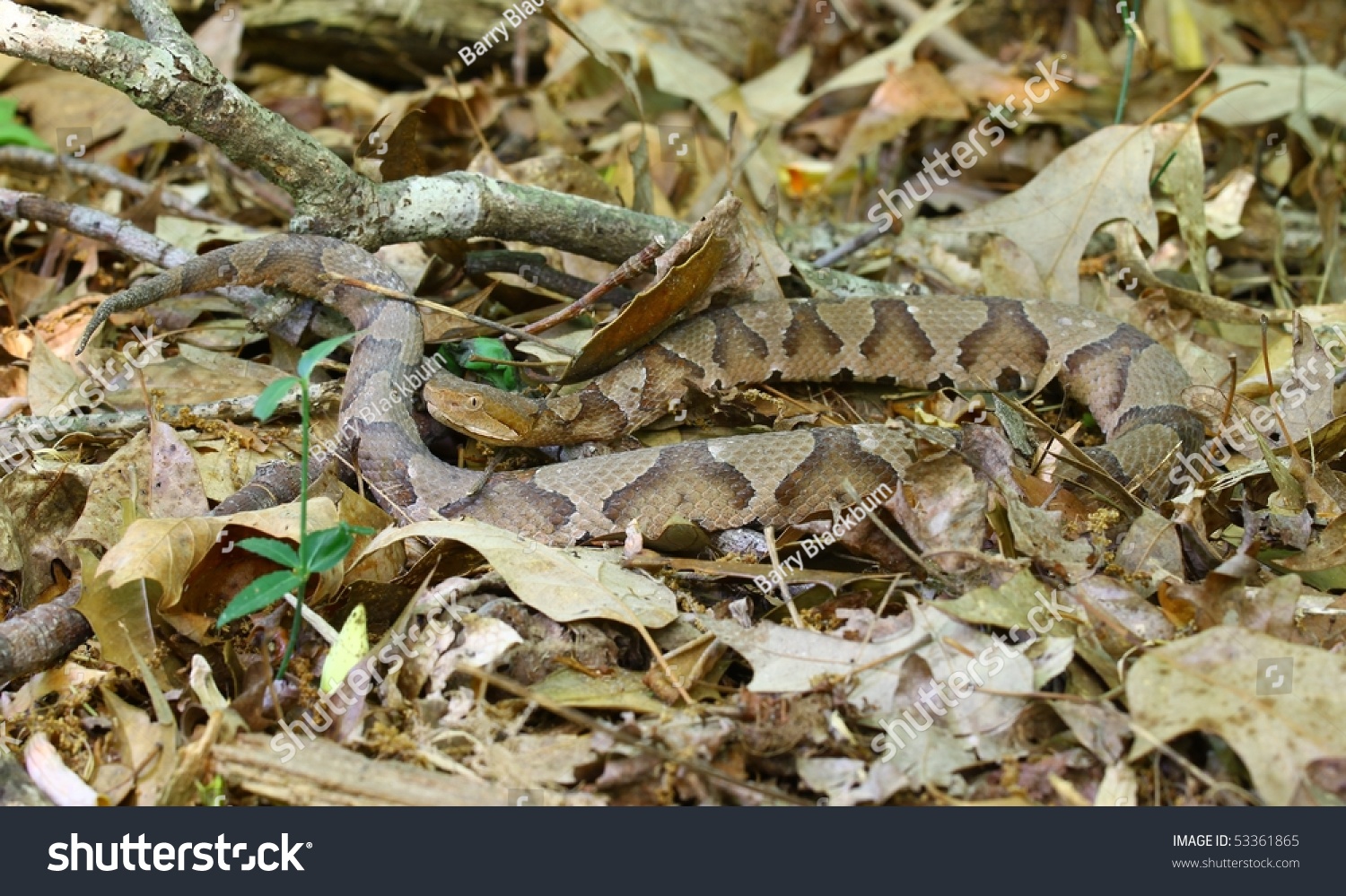 A Southern Copperhead Snake In The Leaves In The Woods Stock Photo ...