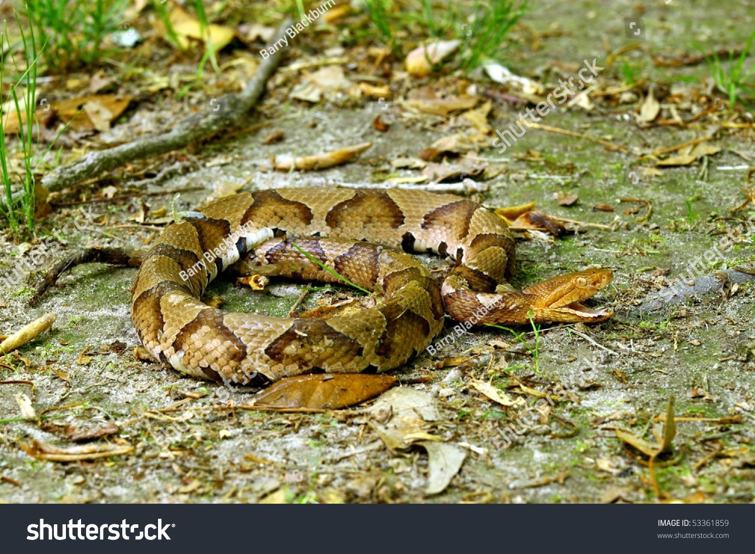 Southern Copperhead Snake Open Stock Photo 53361859 - Shutterstock