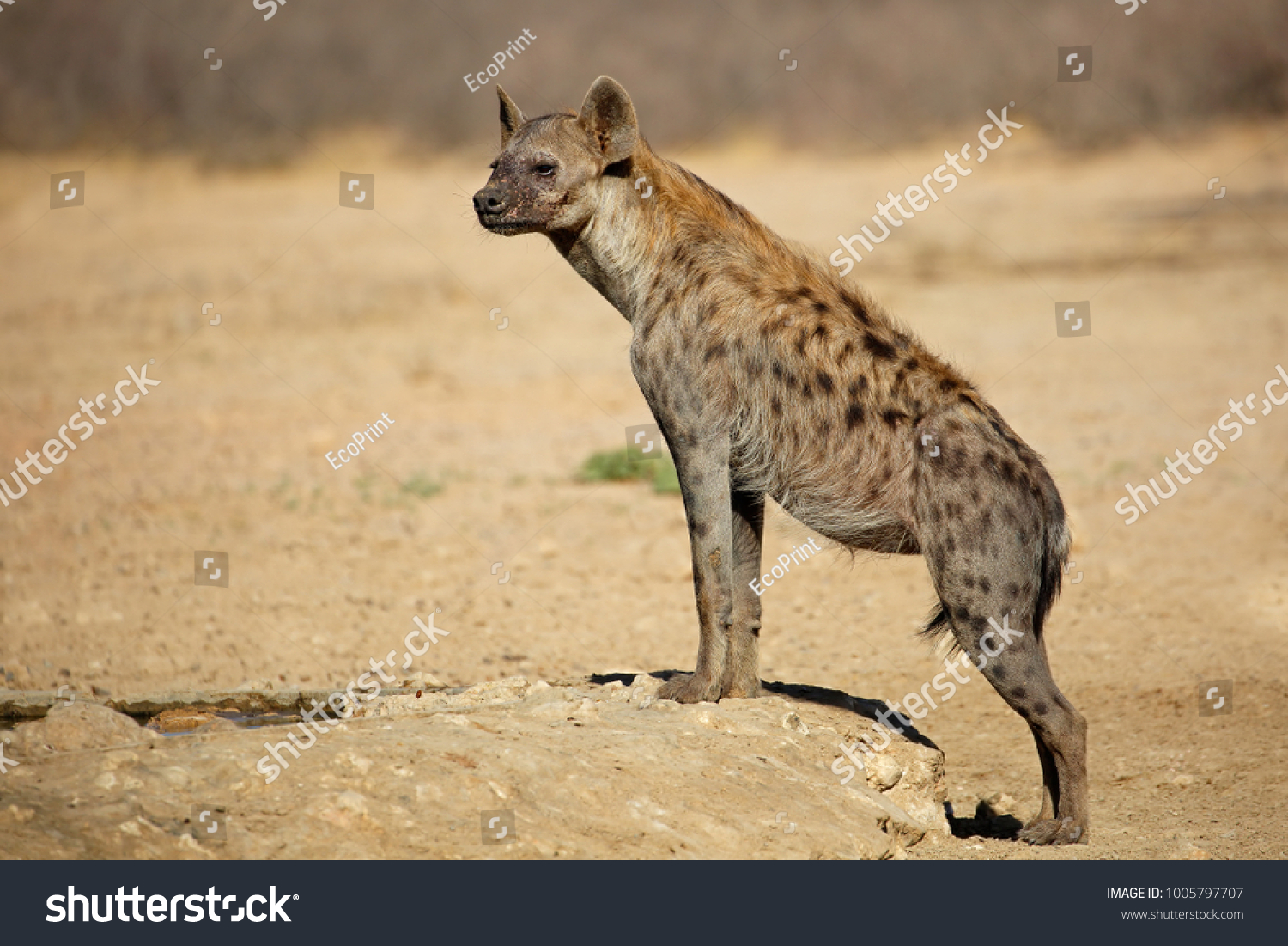  Coral Dual Curve Template Design Featuring a Spotted Hyena Crocuta Crocuta