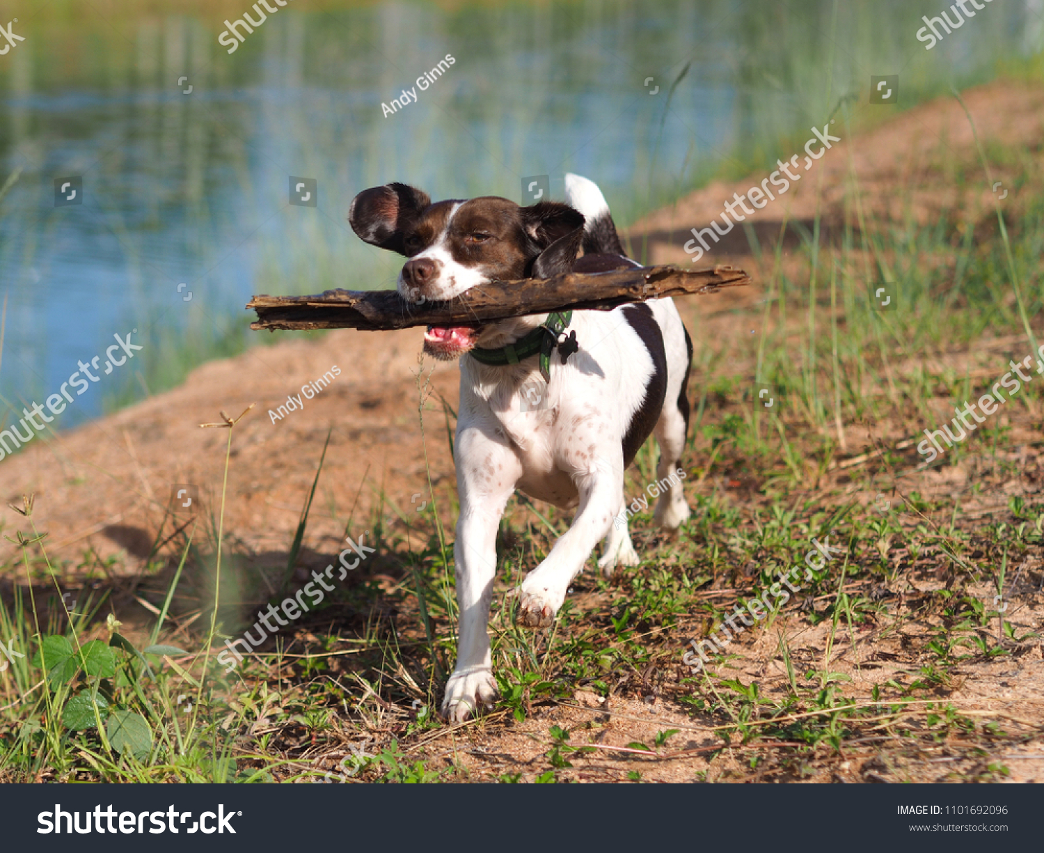 beagle springer spaniel