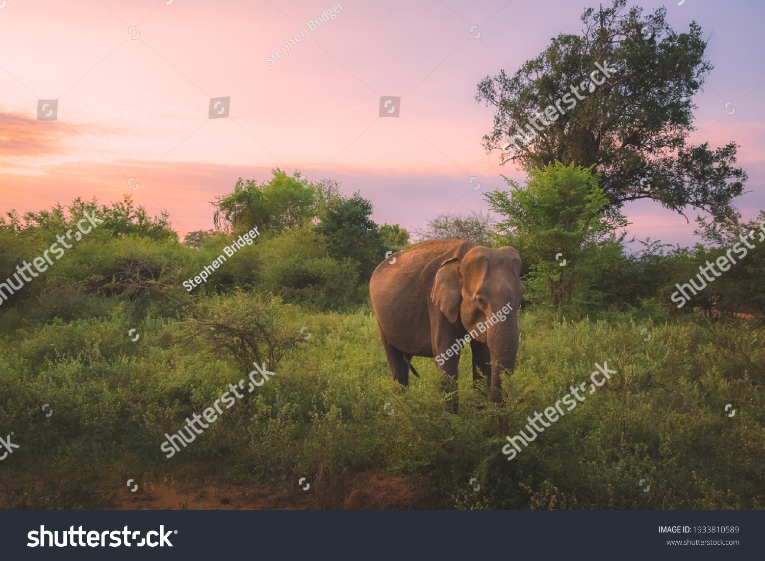 12,014 "elephant habitat" Images, Stock Photos & Vectors | Shutterstock