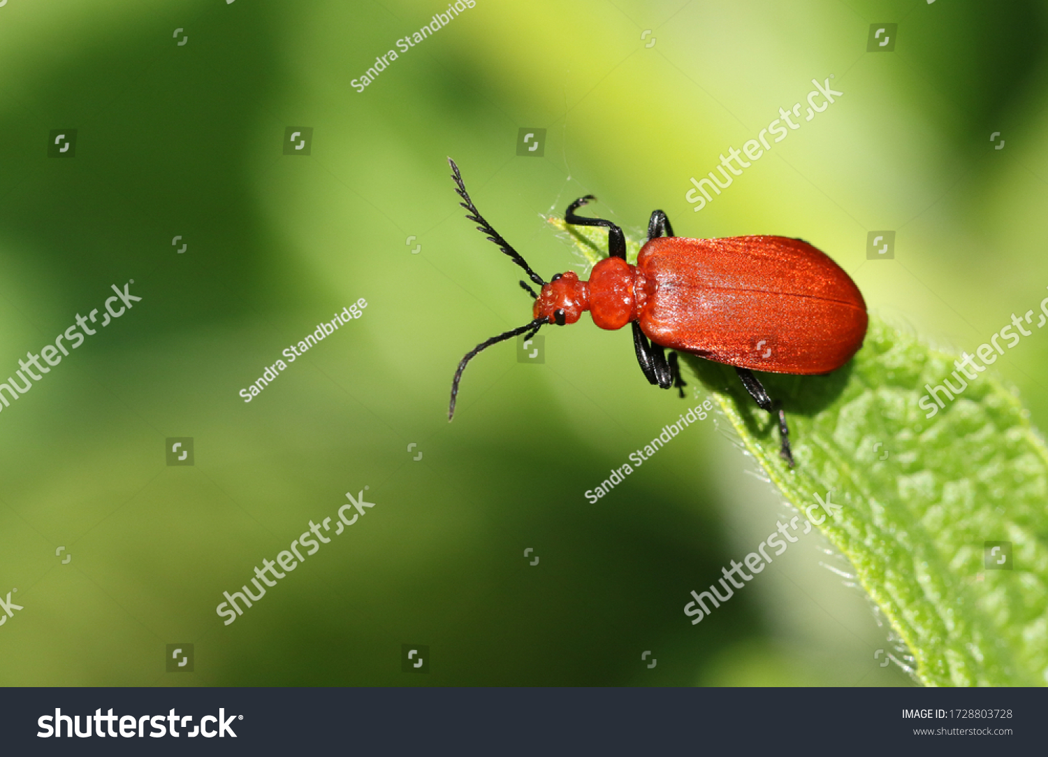 361 Cardinal beetle Images, Stock Photos & Vectors | Shutterstock