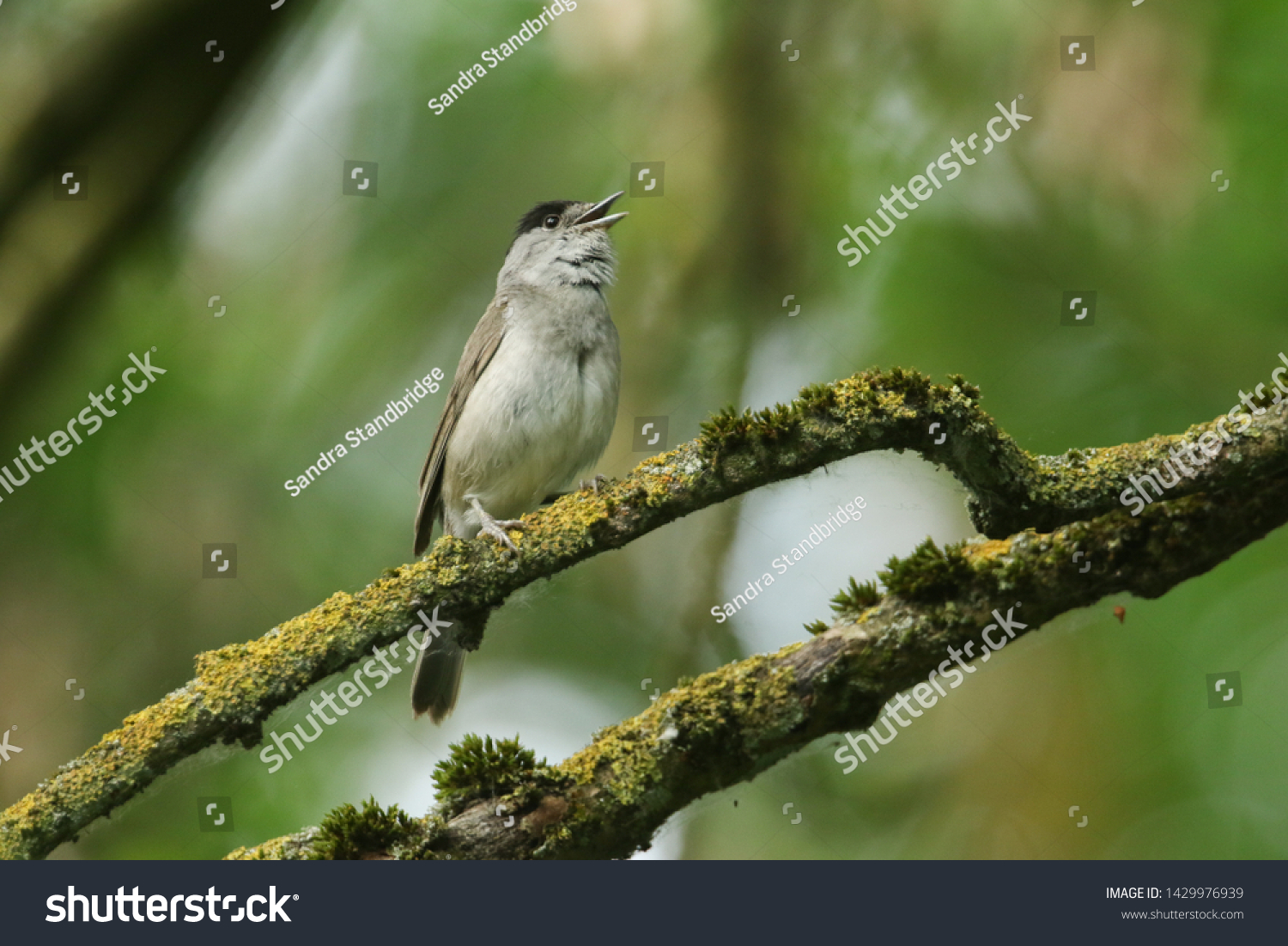 male blackcap