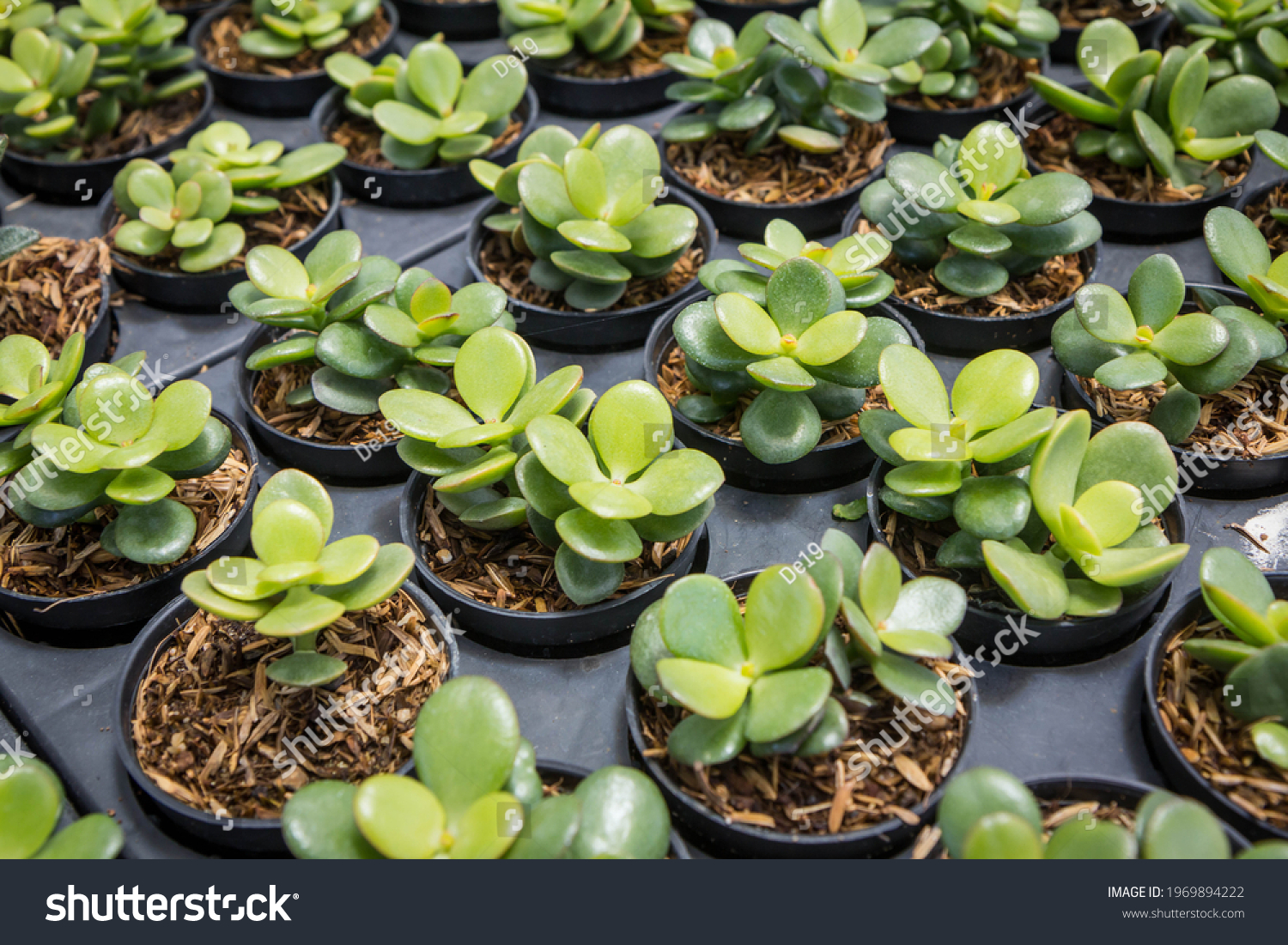 Stock Photo A Succulent Jade Plant Crassula Ovata A Small Plant In A Pot In A Nursery Plant 1969894222 