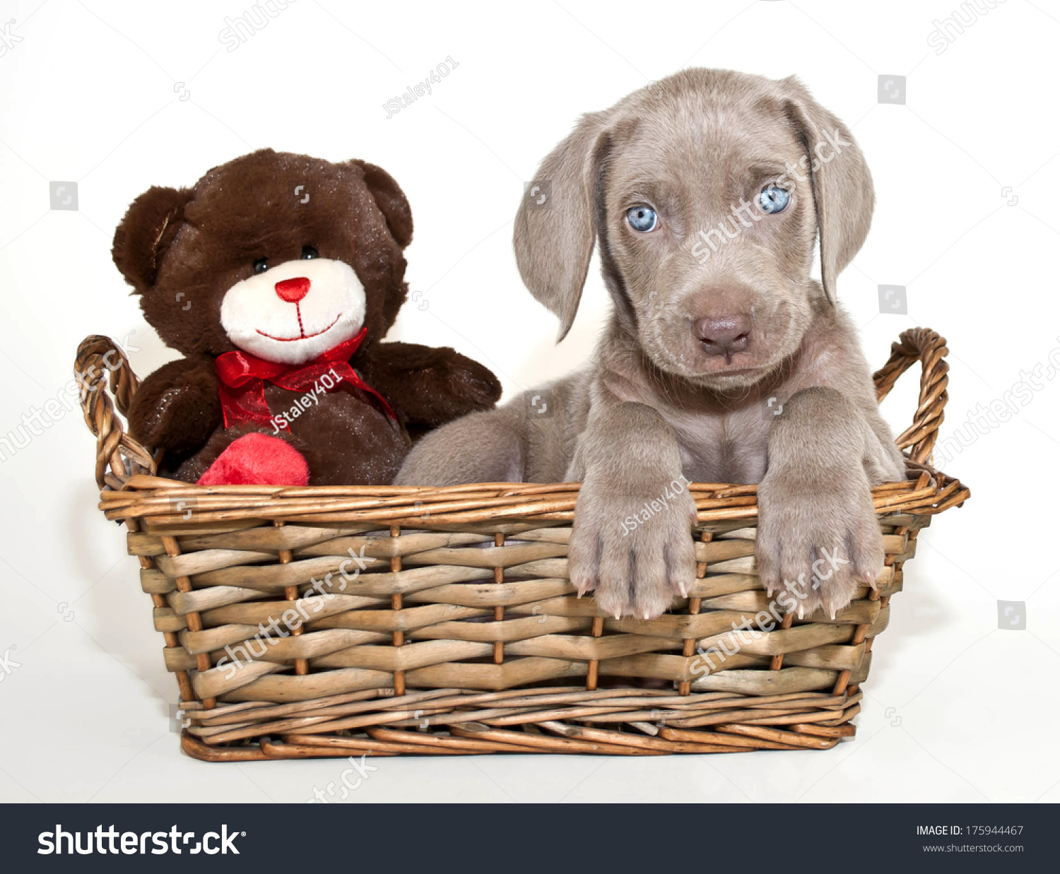 blue eyed teddy bear