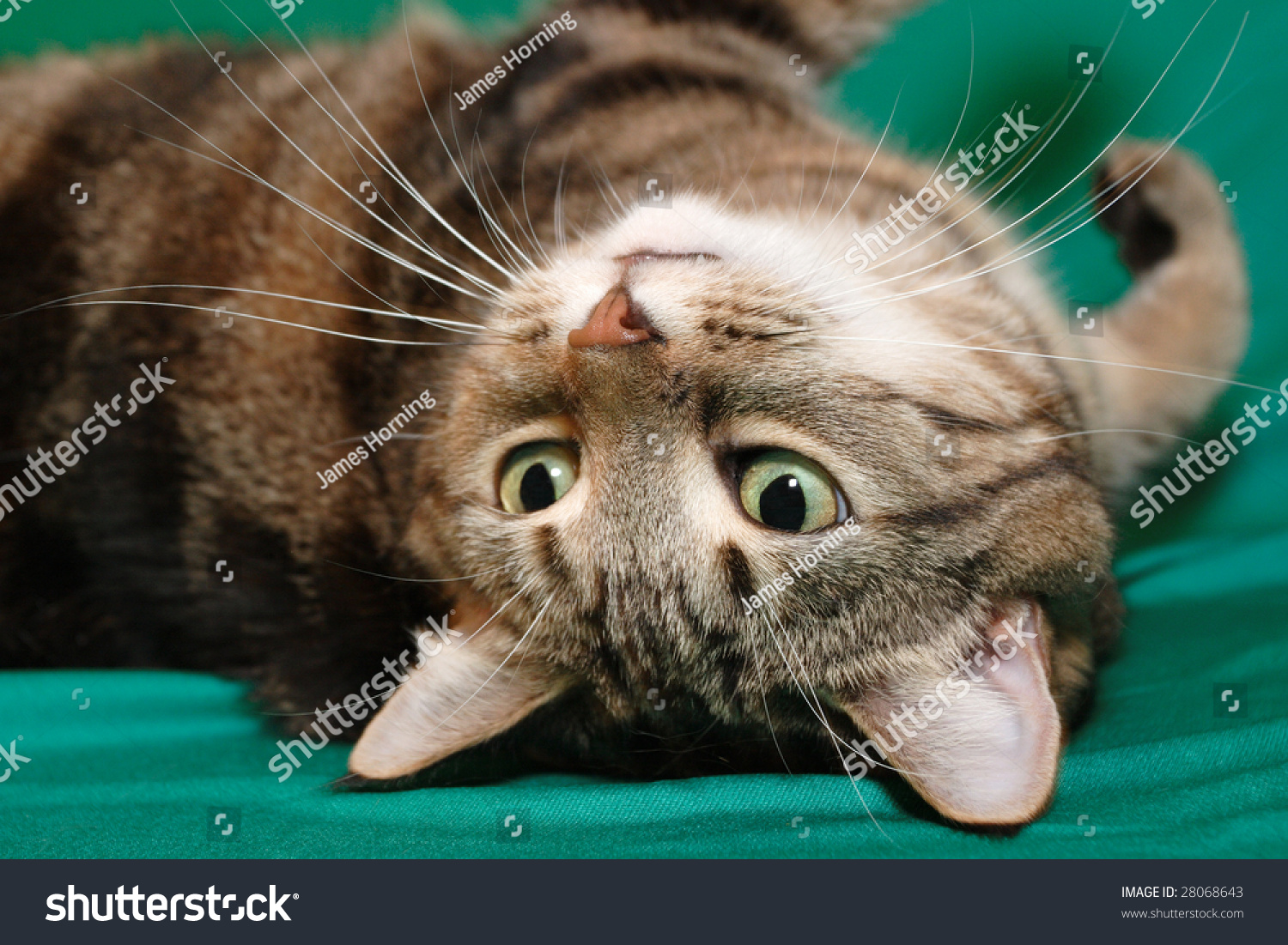 A Tabby Cat Laying On Its Back Stock Photo 28068643 : Shutterstock